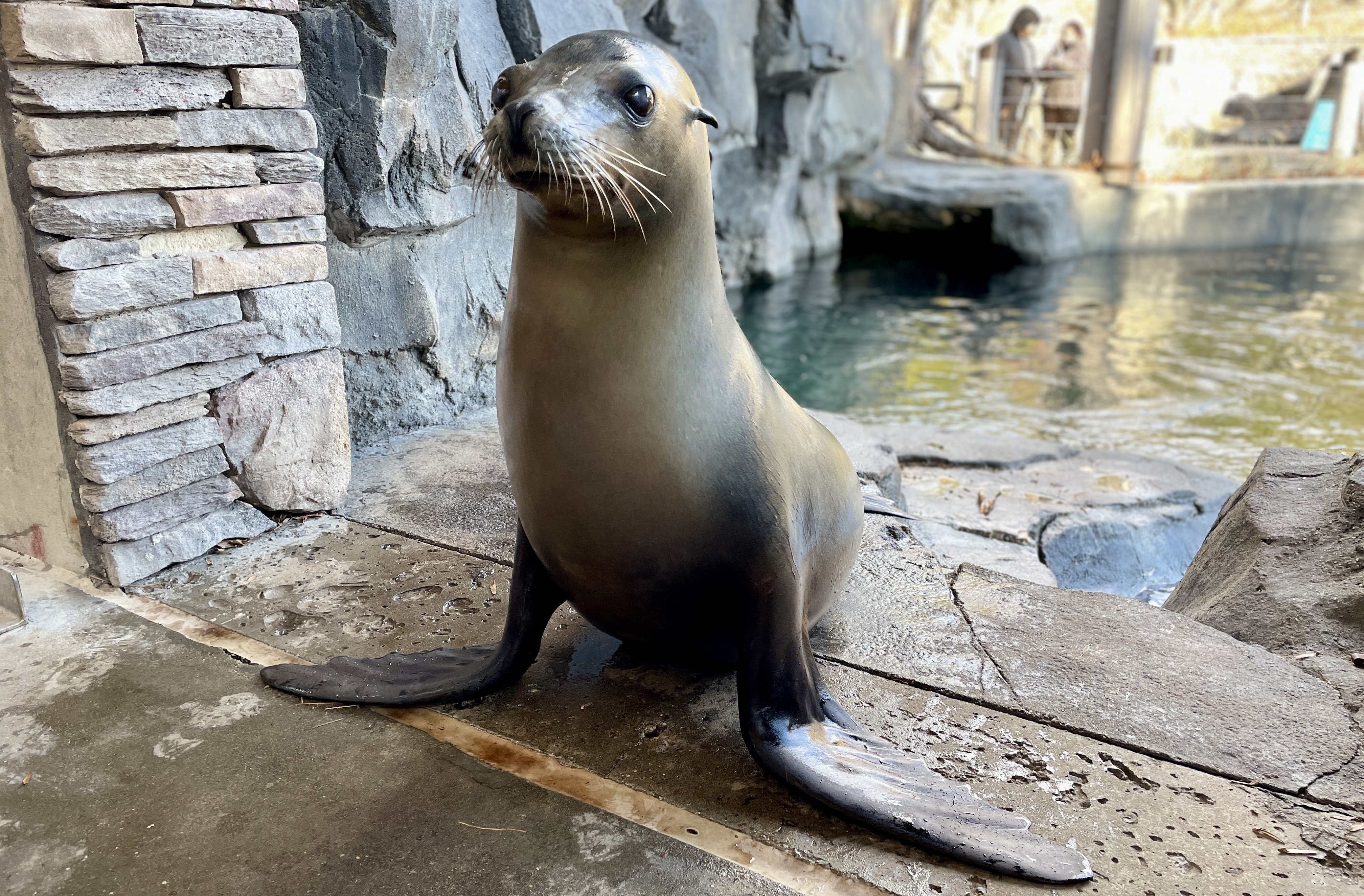 Summer Sea Lion Photo of an adult sea lion standing on land.