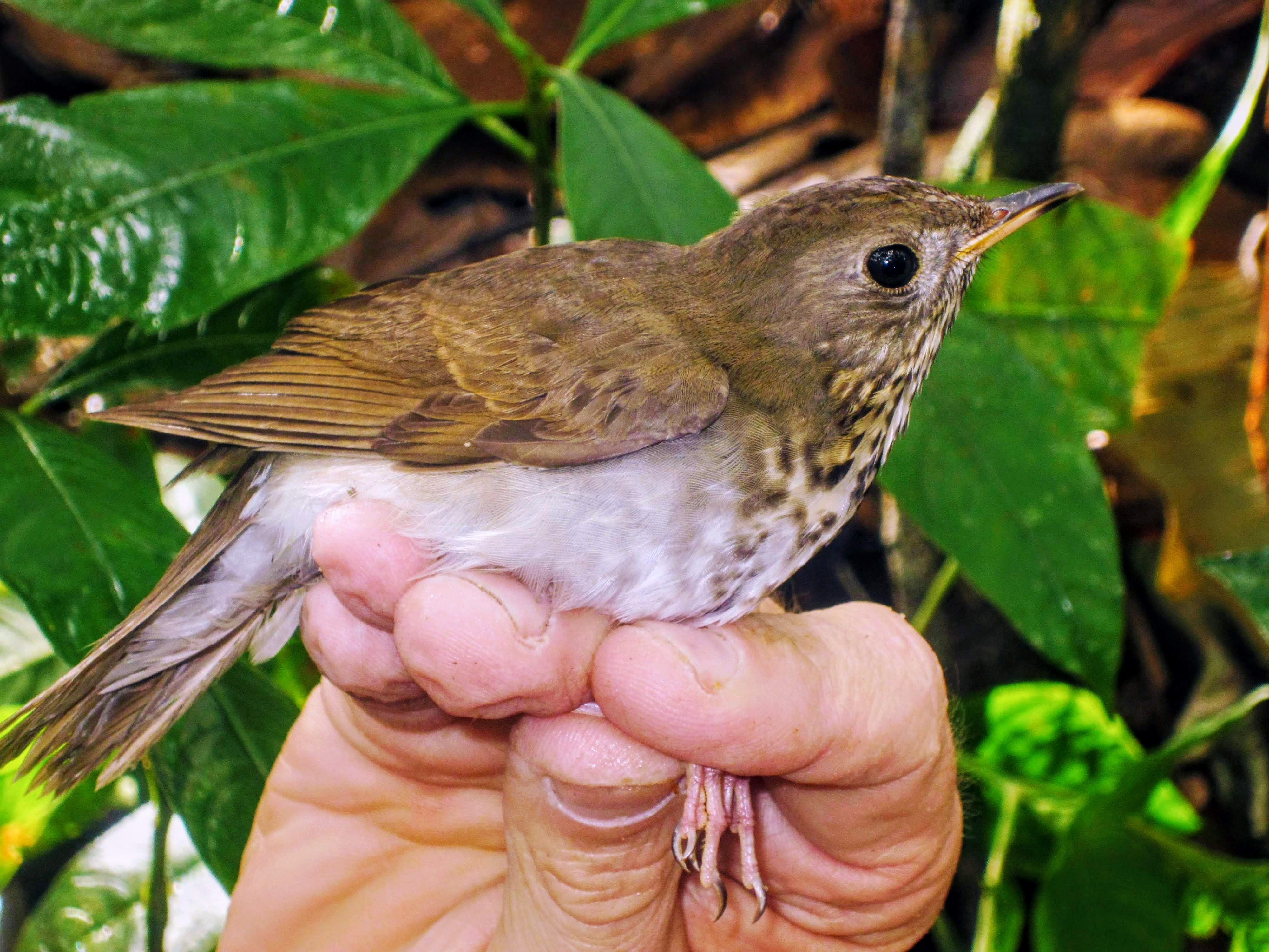 Bicknell's Thrush Bicknell's Thrush