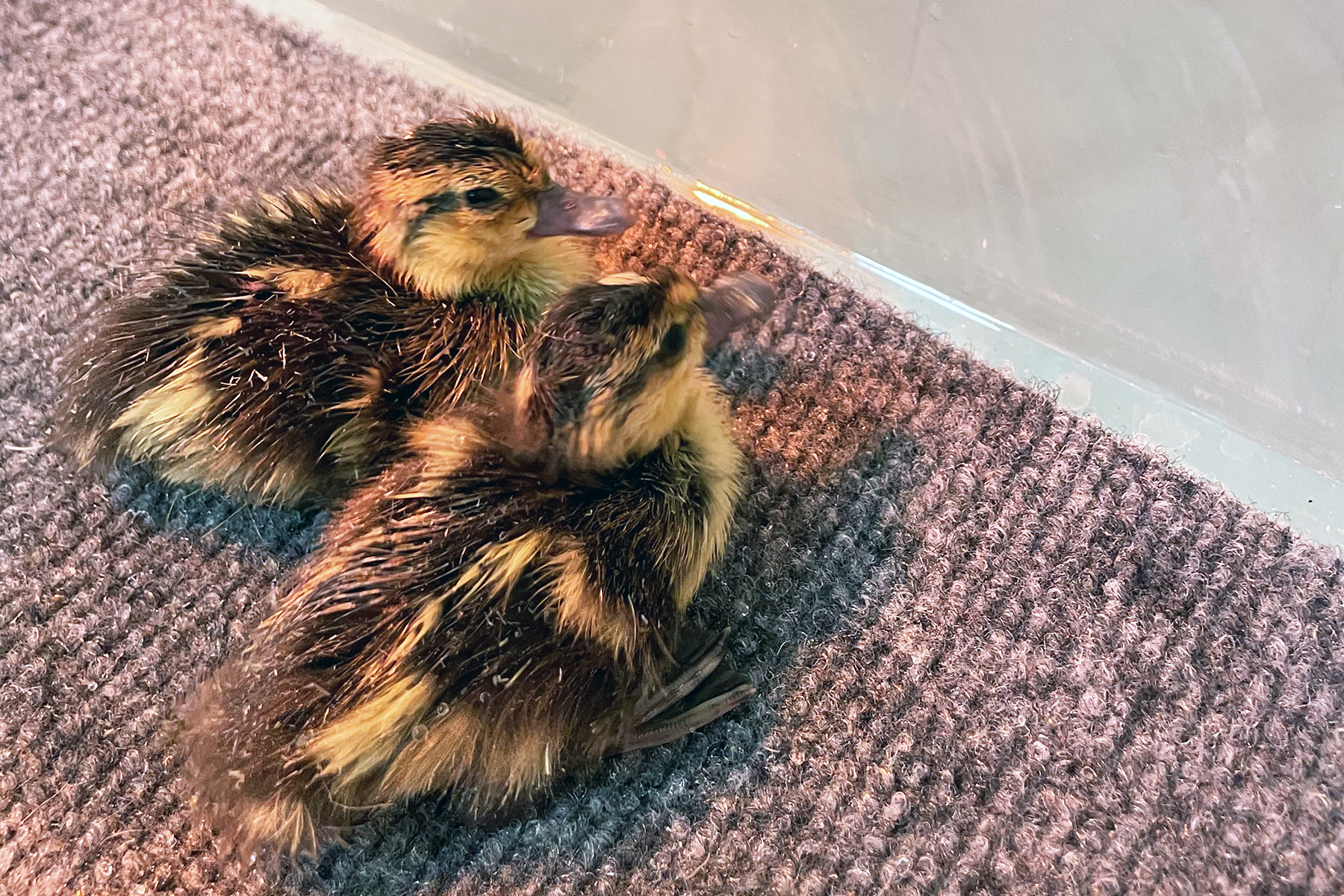 Two canvasback ducklings behind the scenes at the Bird House. Two canvasback ducklings behind the scenes at the Bird House.
