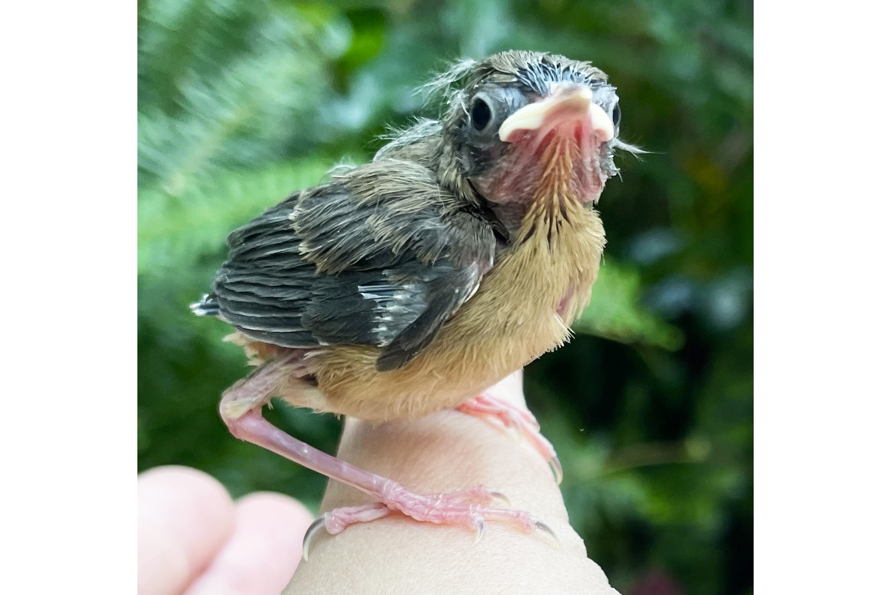 A common yellowthroat chick is perched on a keeper's hand in the Bird House's Coffee Farm aviary. A common yellowthroat chick is perched on a keeper's hand in the Bird House's Coffee Farm aviary.