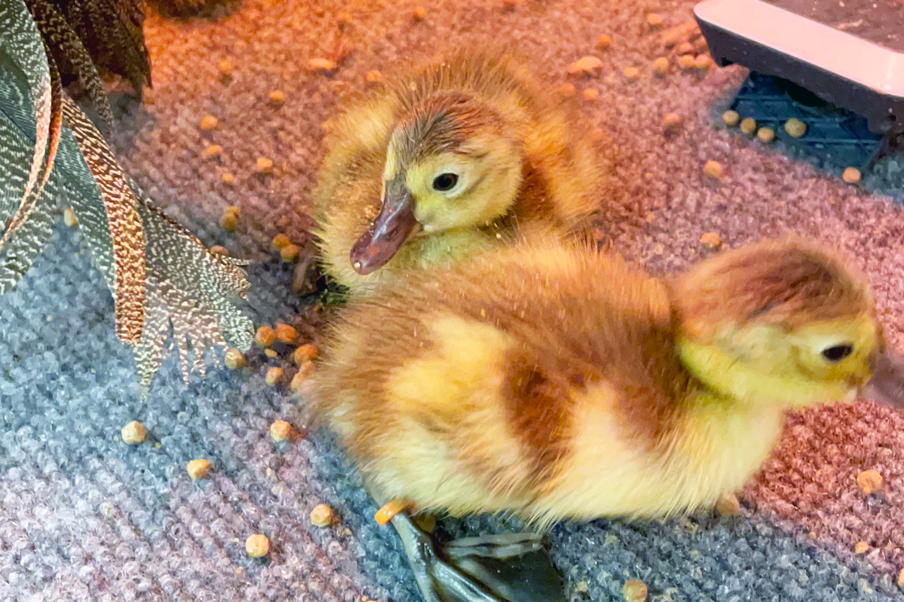 American wigeon ducklings American wigeon ducklings