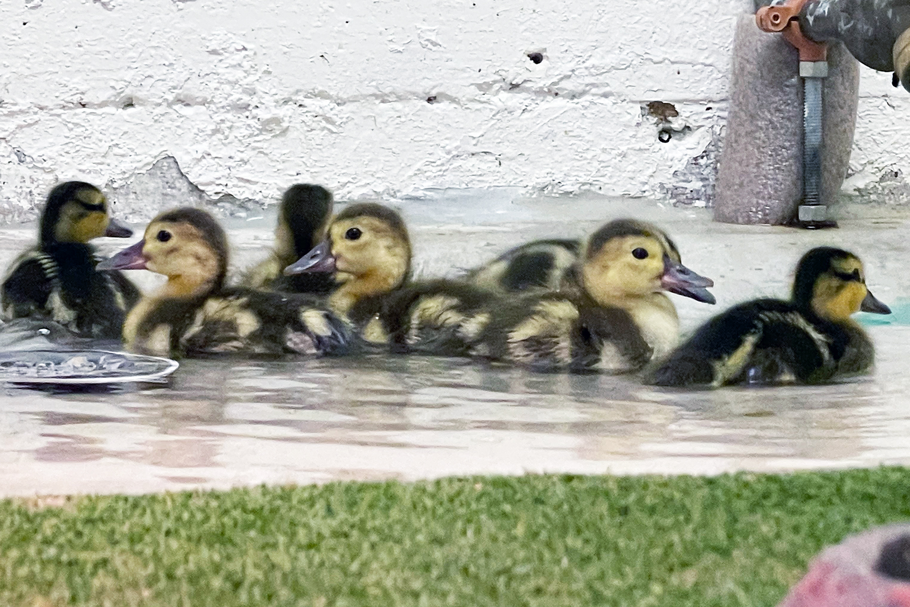 A flock of American wigeon ducklings swim in a shallow pool behind the scenes at the Bird House. A flock of American wigeon ducklings swim in a shallow pool behind the scenes at the Bird House.