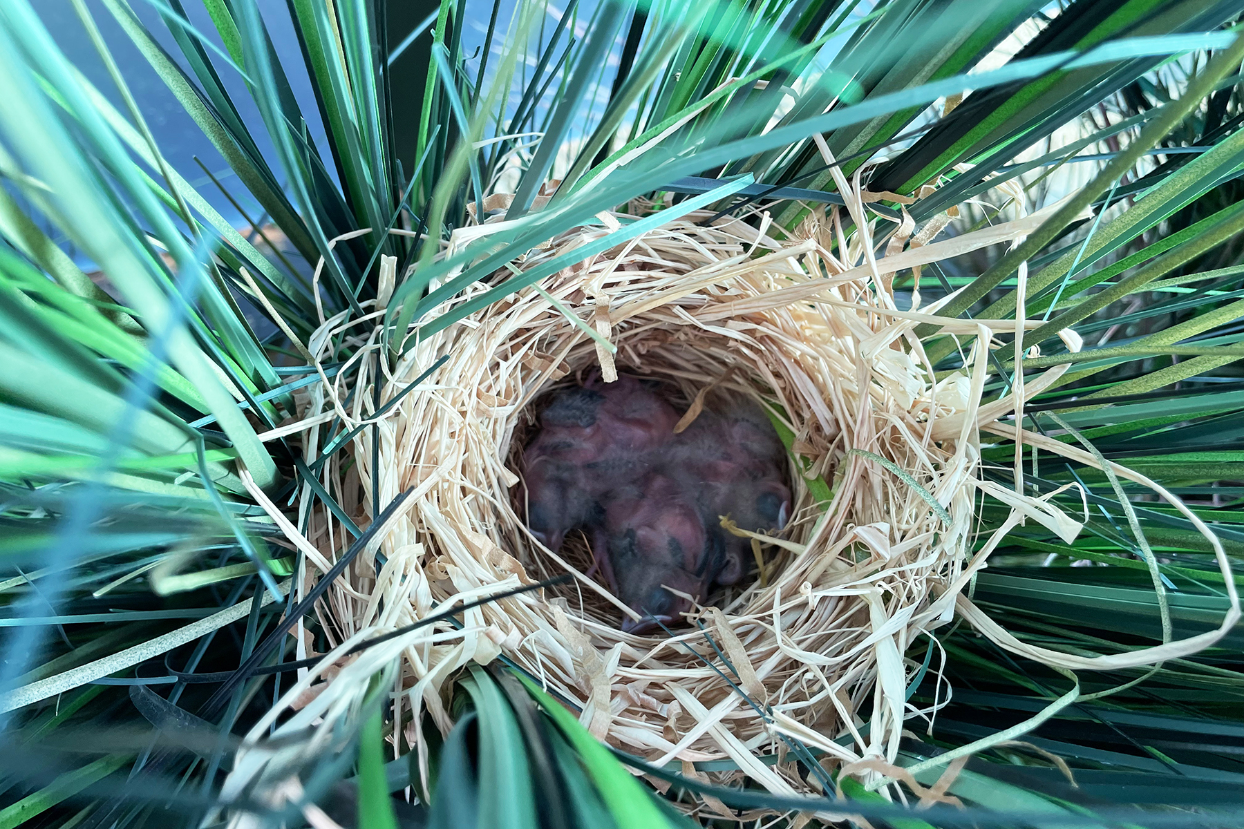 A red-winged blackbird nest with seven chicks. A red-winged blackbird nest with seven chicks.