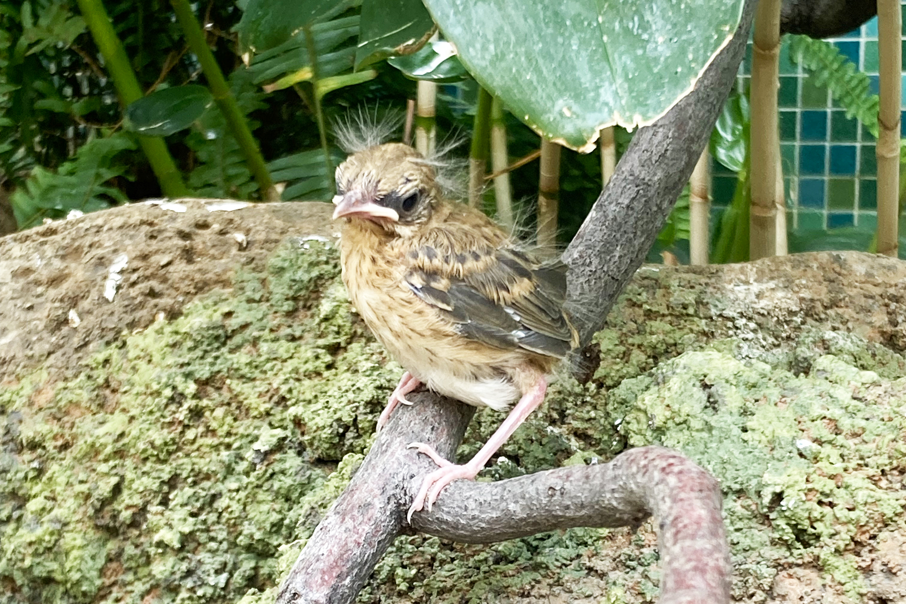 An ovenbird chick perched on a branch in the Bird House's Coffee Farm Aviary. An ovenbird chick perched on a branch in the Bird House's Coffee Farm Aviary.