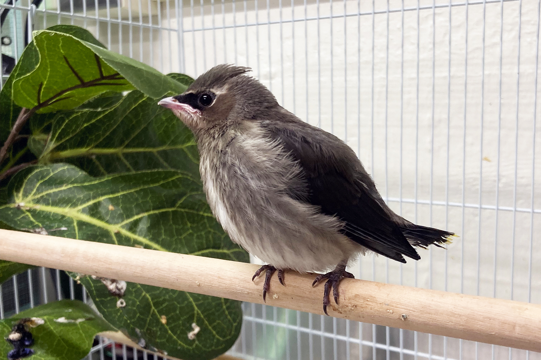 A cedar waxwing chick on a perch behind-the-scenes at the Bird House. A cedar waxwing chick on a perch behind-the-scenes at the Bird House.