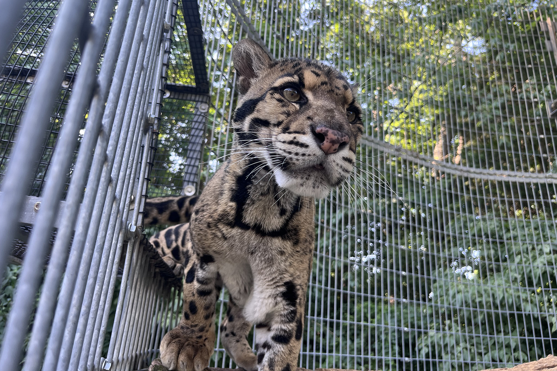 Clouded leopard Masala in his outdoor enclosure at the Smithsonian Conservation Biology Institute. Clouded leopard Masala in his outdoor enclosure at the Smithsonian Conservation Biology Institute.