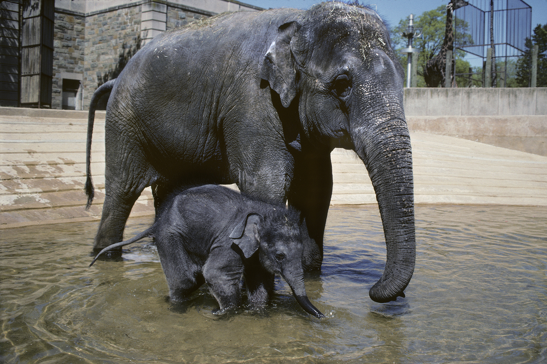Asian elephants Shanthi and her daughter Kumari enter a pool in their outdoor habitat on April 1, 1994. Asian elephants Shanthi and her daughter Kumari enter a pool in their outdoor habitat on April 1, 1994.