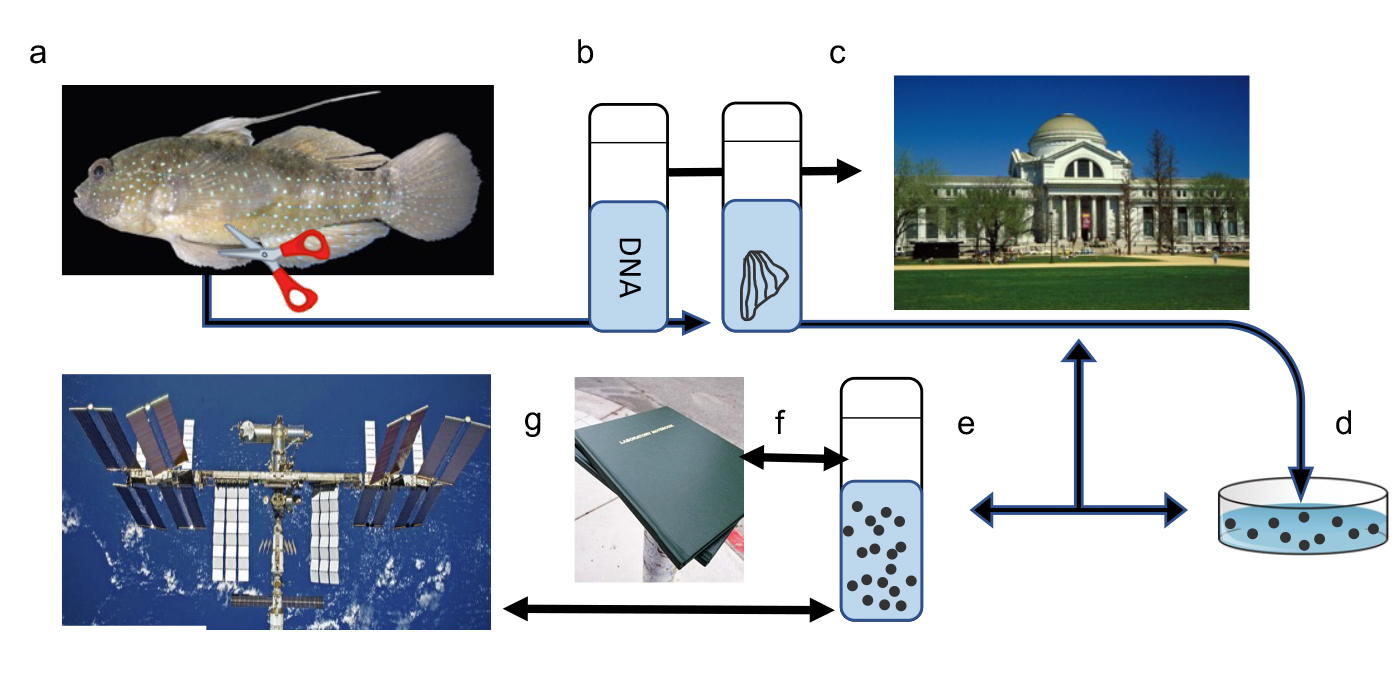A flow chart detailing the steps involved for preserving biological materials and sending them off-world.