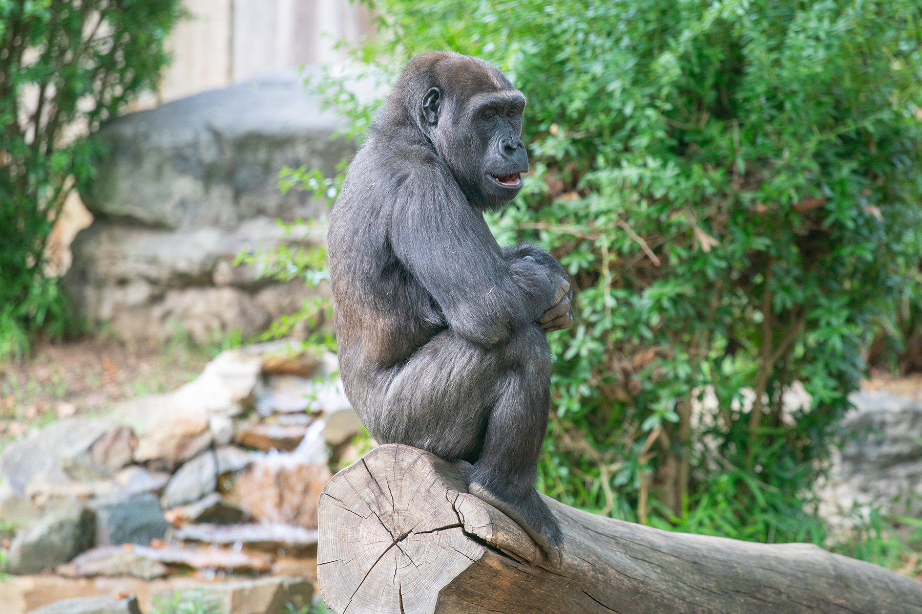 Western lowland gorilla Moke sits atop a log in his outdoor habitat. Western lowland gorilla Moke sits atop a log in his outdoor habitat.