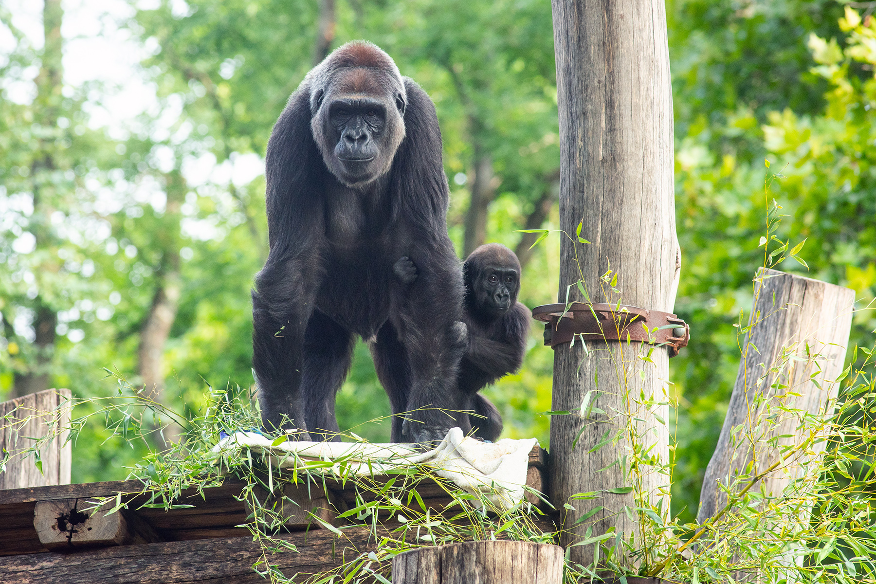 Western lowland gorillas Calaya and Zahra atop the climbing structure in their outdoor habitat. Western lowland gorillas Calaya and Zahra atop the climbing structure in their outdoor habitat.