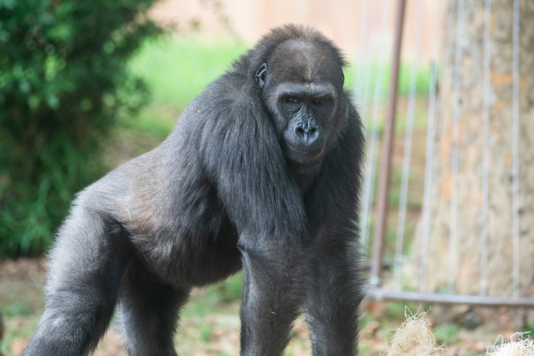 Western lowland gorilla Kibibi Western lowland gorilla Kibibi