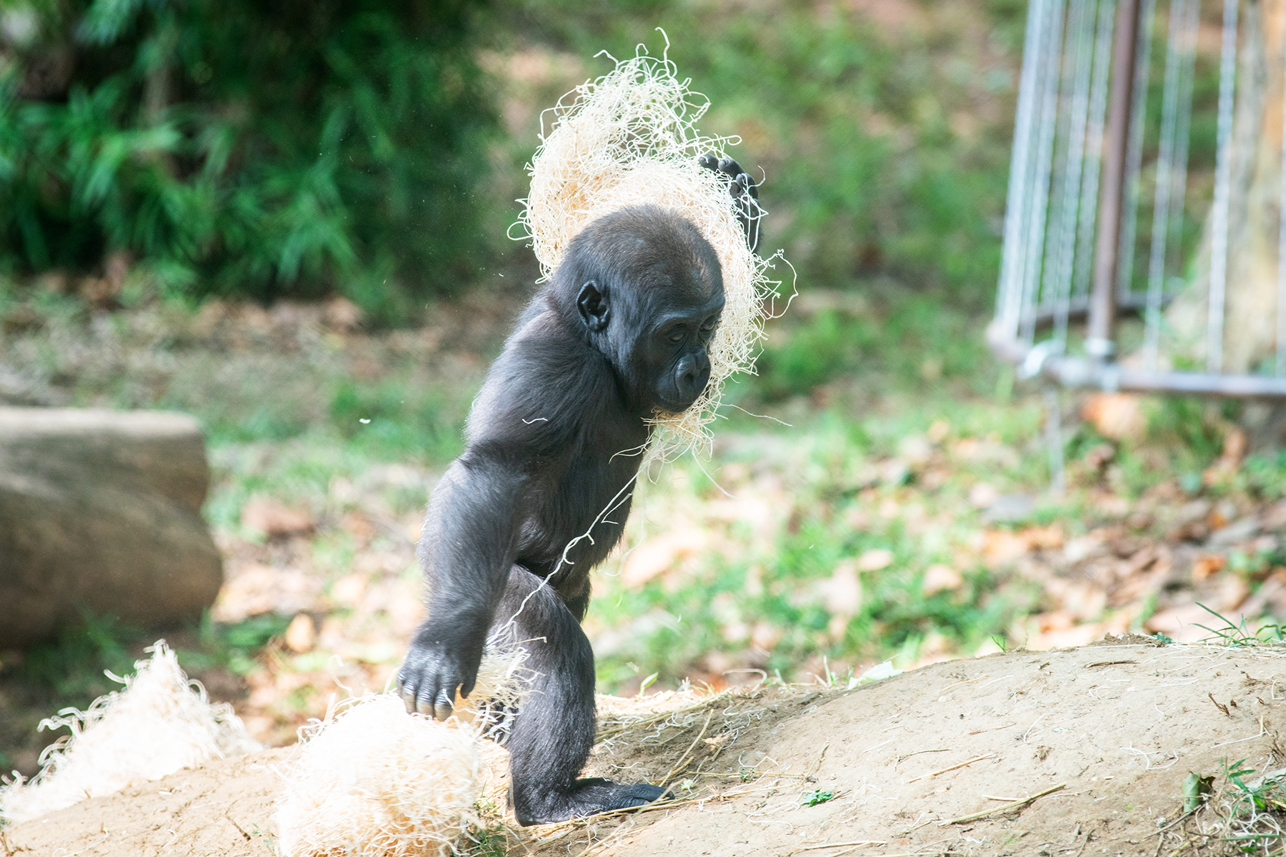 Western lowland gorilla Zahra carries an armful of hay. Western lowland gorilla Zahra plays with an armful of hay in the gorillas' outdoor habitat.