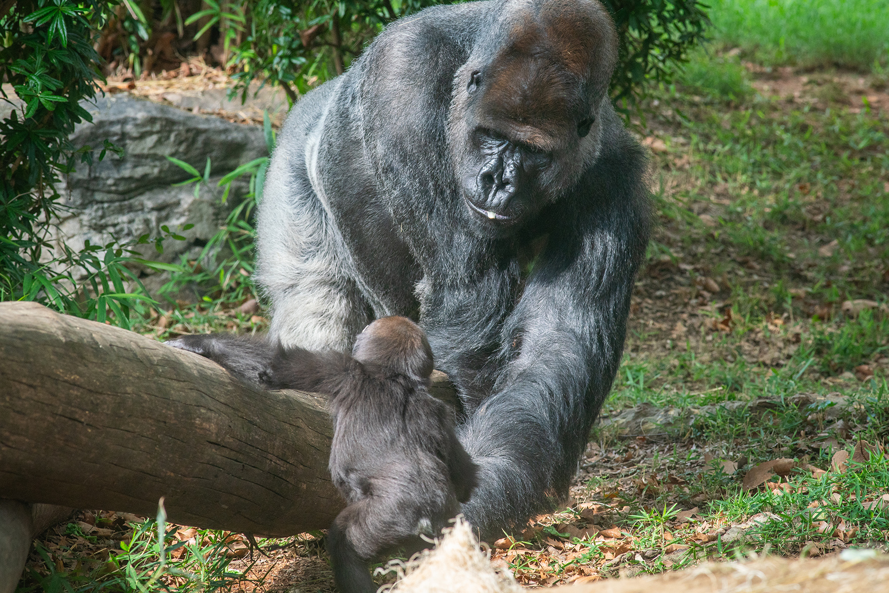 Western lowland gorilla Baraka forages as his daughter Zahra (foreground) watches intently. Western lowland gorilla Baraka forages as his daughter Zahra (foreground) watches intently.