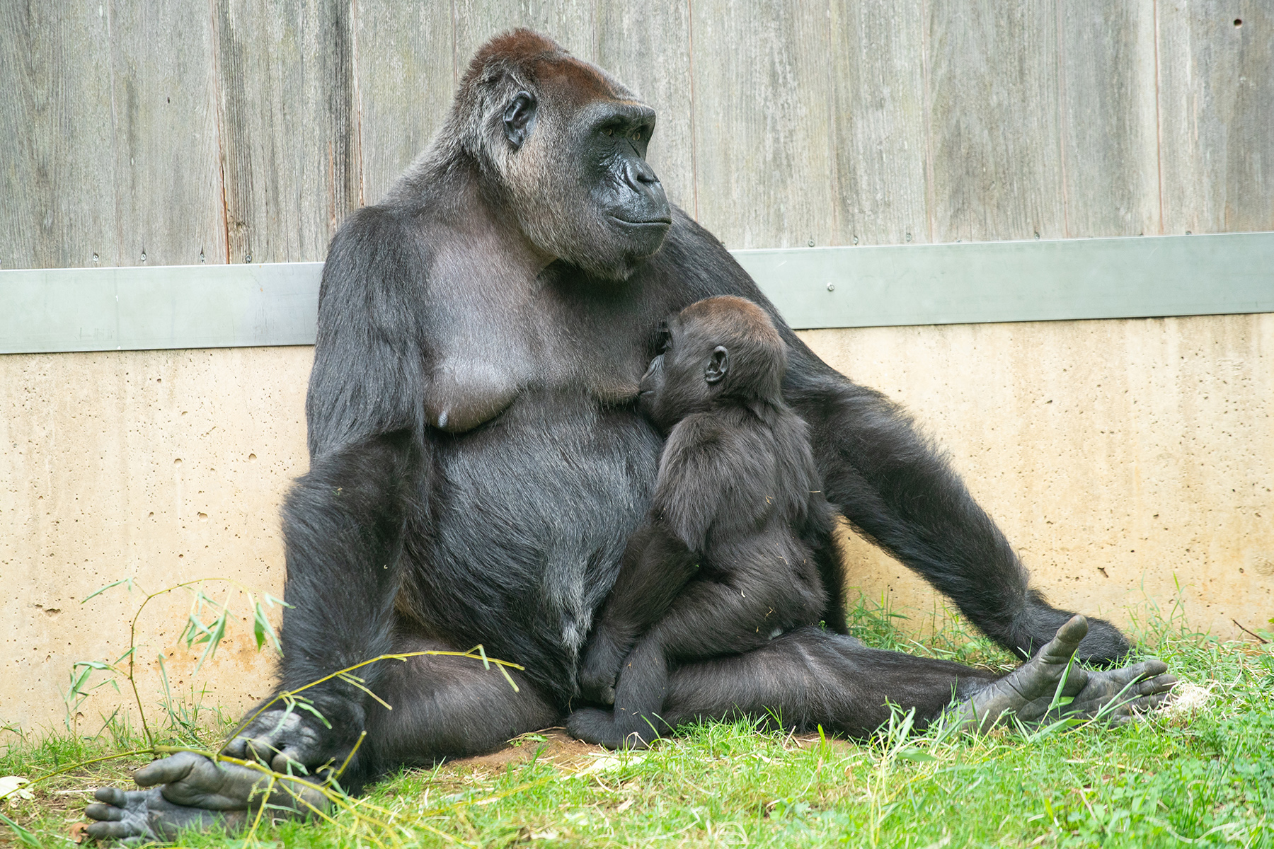 Western lowland gorilla Zahra nurses from her mother, Calaya. Western lowland gorilla Zahra nurses from her mother, Calaya.