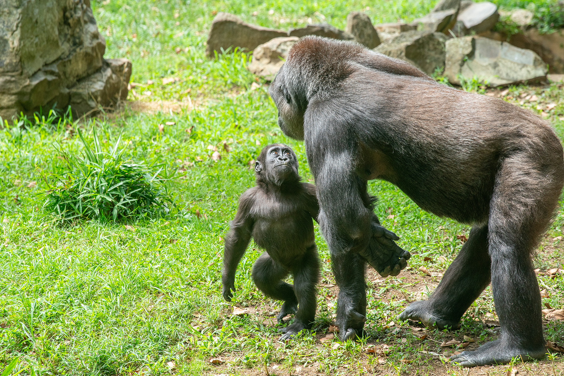Western lowland gorilla Zahra looks up at her mother, Calaya, as they forage for food in their outdoor habitat. Western lowland gorilla Zahra looks up at her mother, Calaya, as they forage for food in their outdoor habitat.
