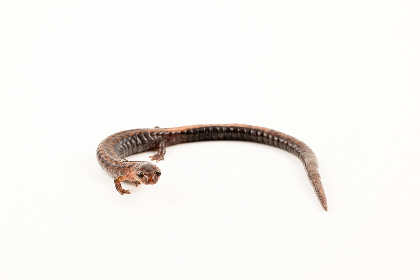 Side view of an eastern redback showcasing its long, thin tail.