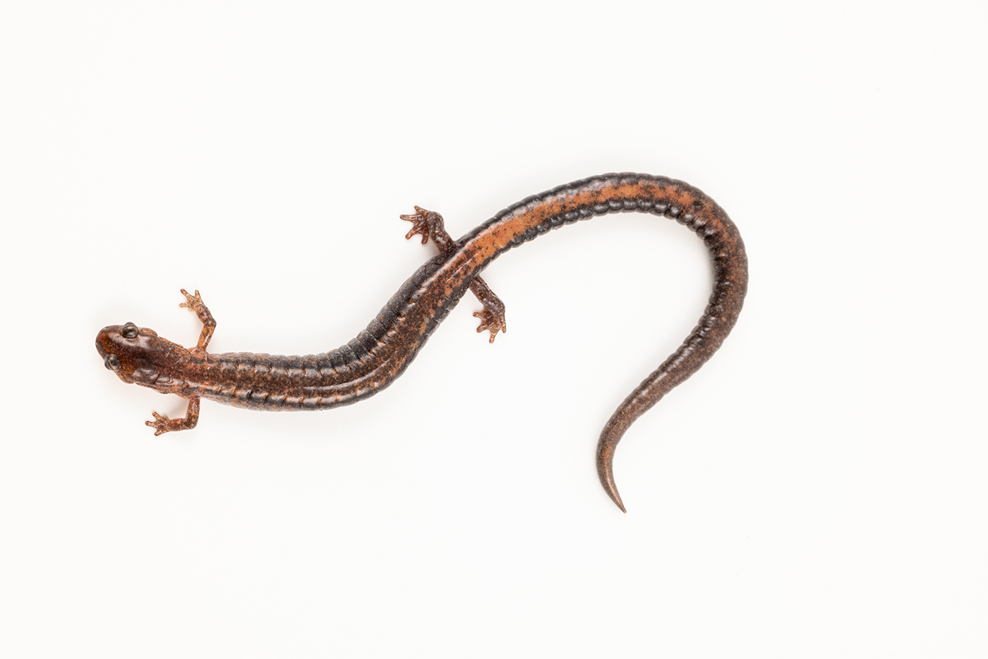Overhead shot of a long, thin salamander on a white background.