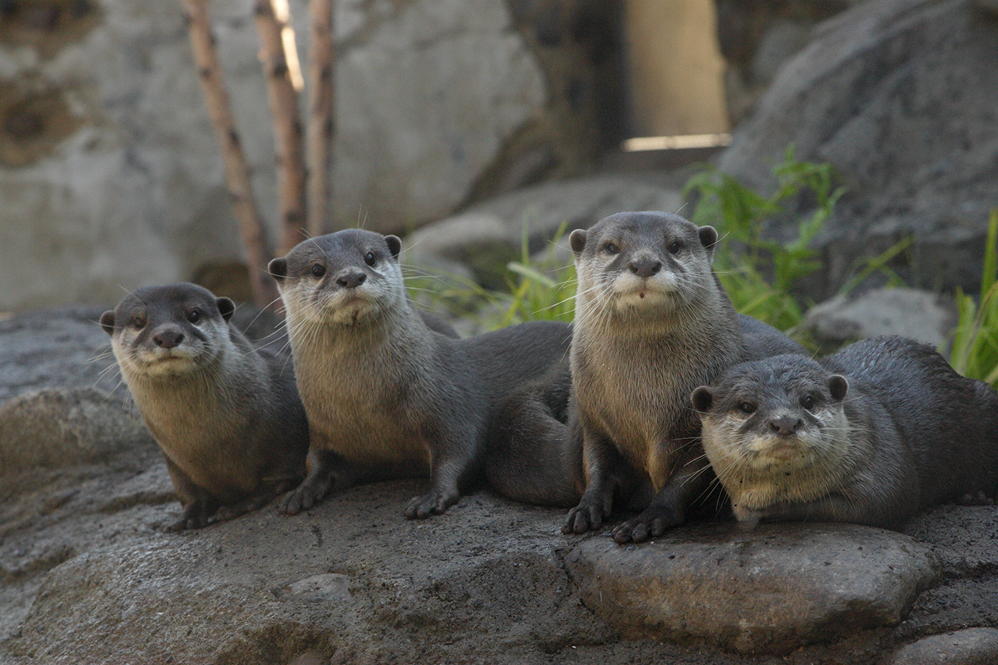 Four otters lined up together.