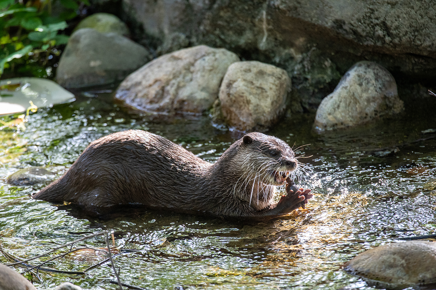 Otter chewing on a stick in a stream.