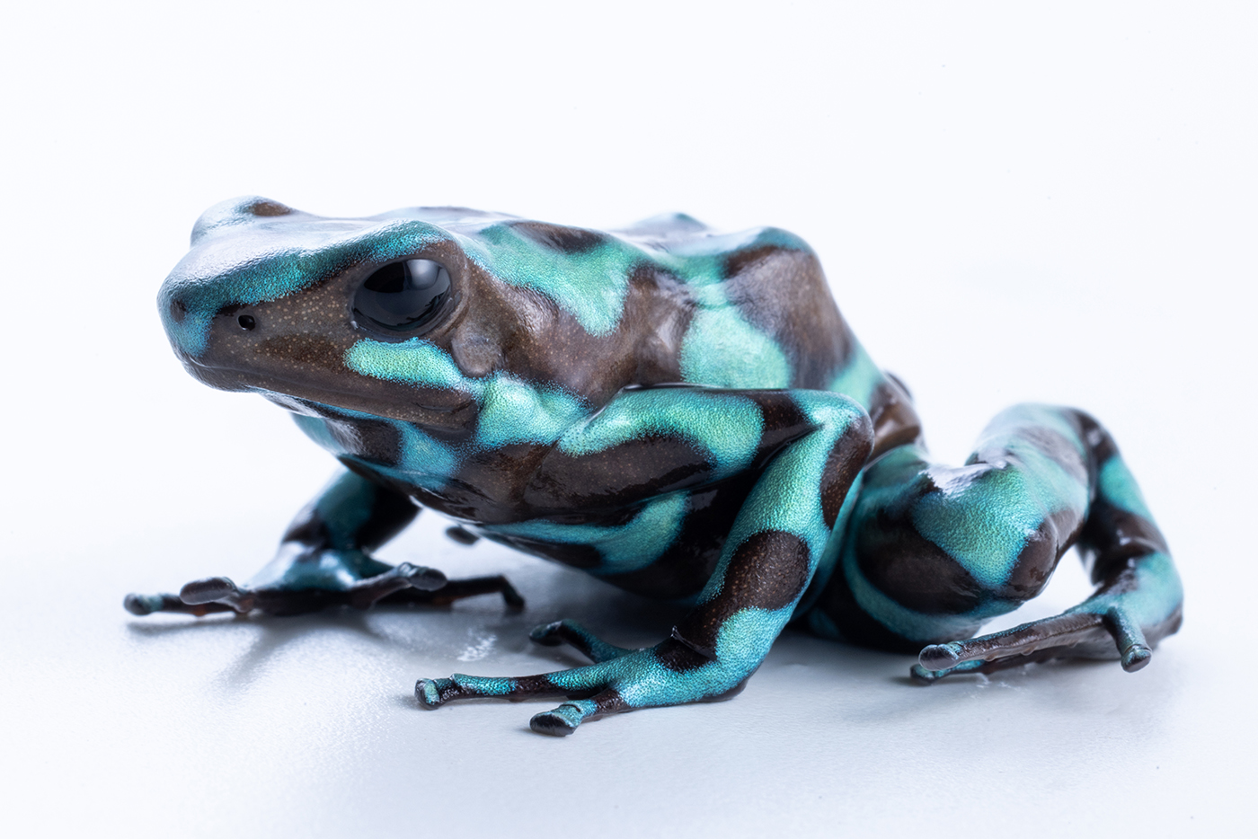 Green and black poison dart frog