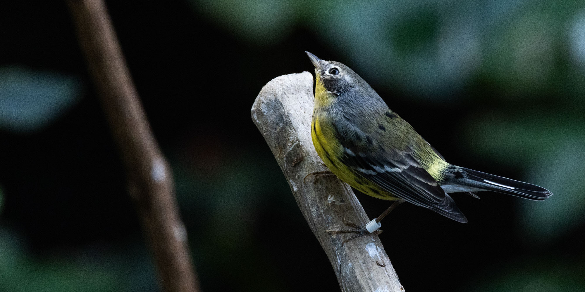 A female magnolia warbler on a branch in the Bird House at the Smithsonian's National Zoo.