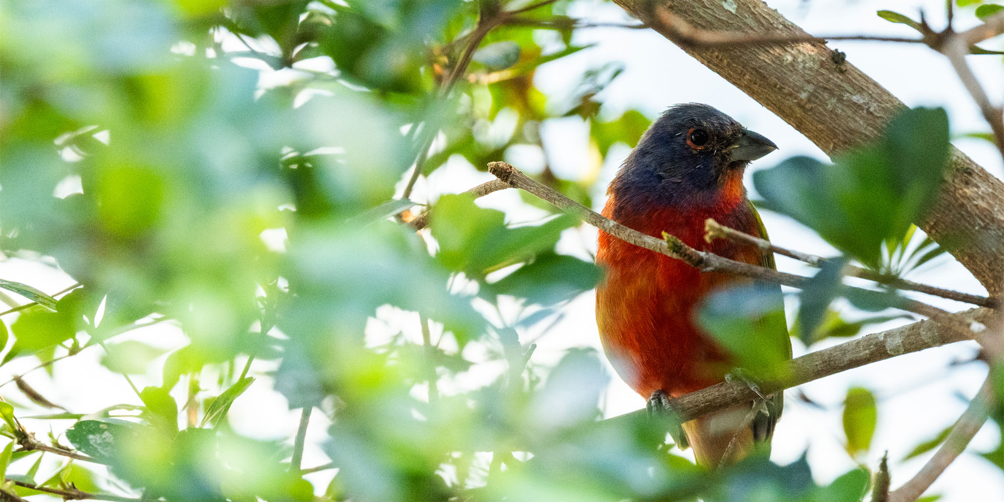 A painted bunting on a branch and among leaves in the Bird House at the Smithsonian's National Zoo.