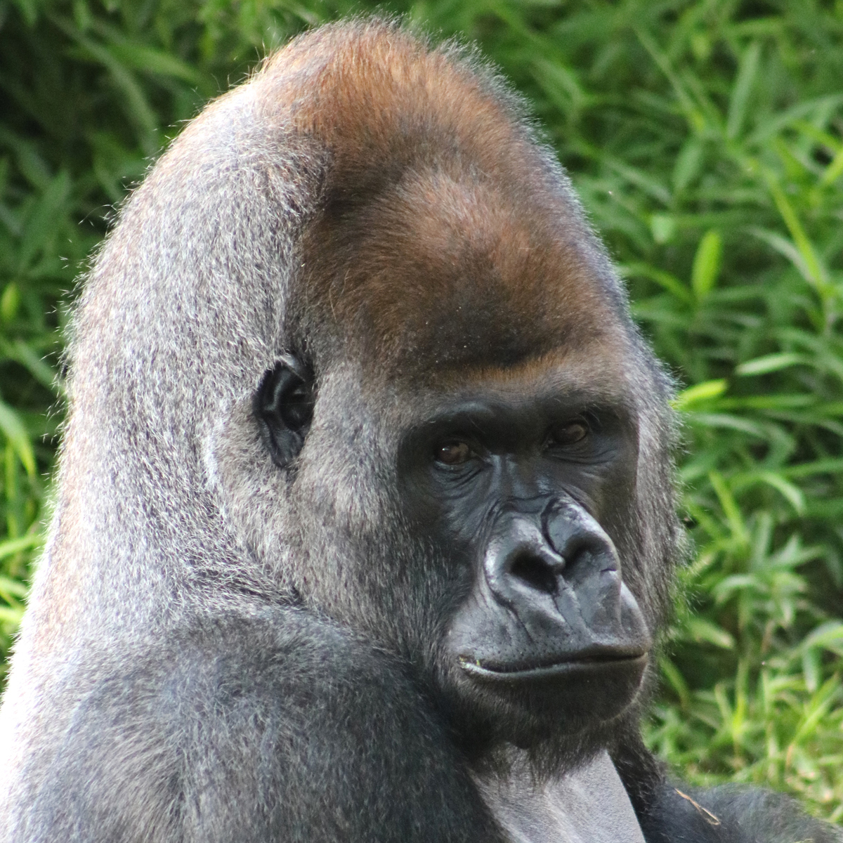 Closeup of adult male gorilla Baraka