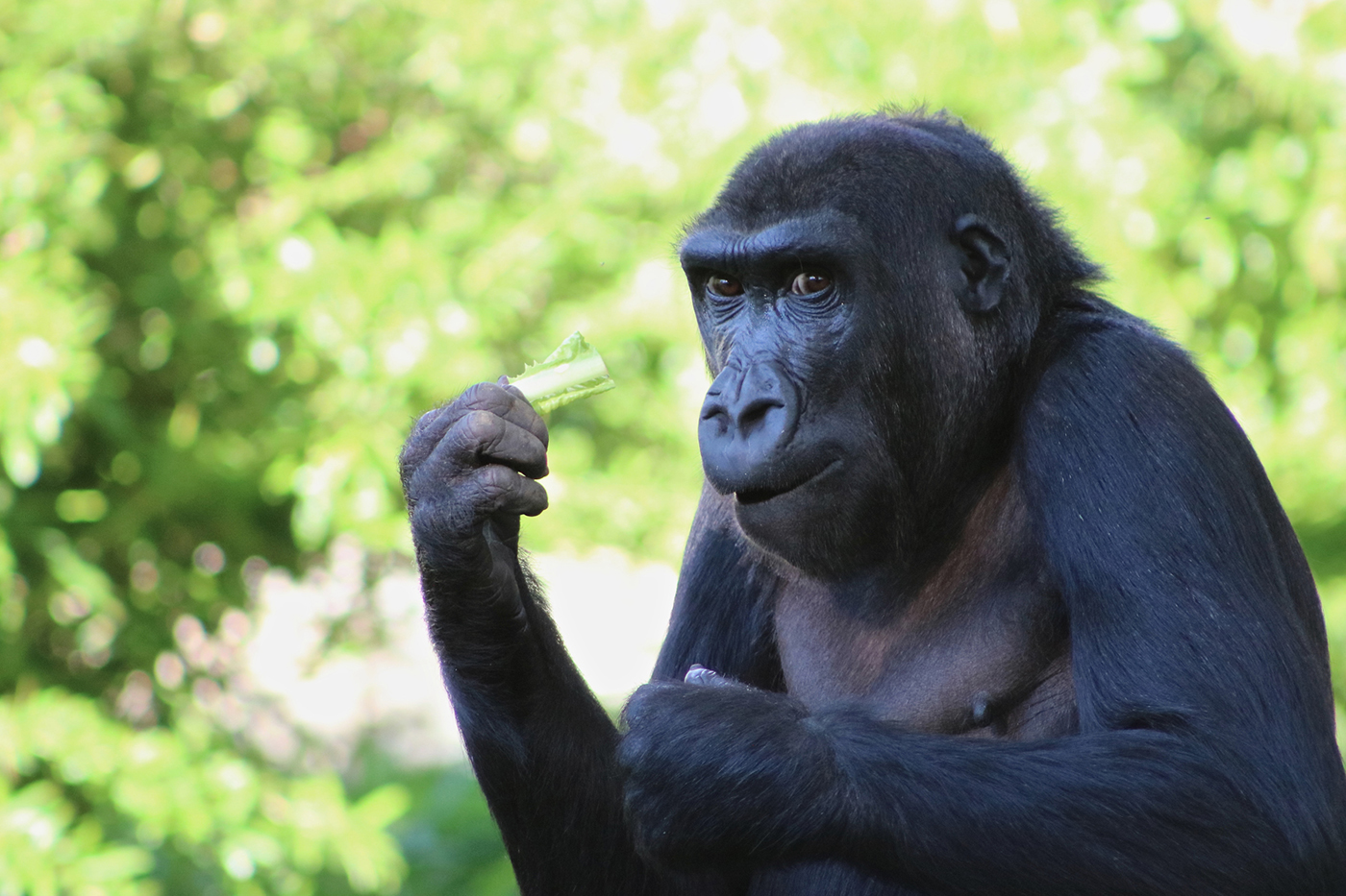 Female gorilla Kibibi chews a piece of lettuce