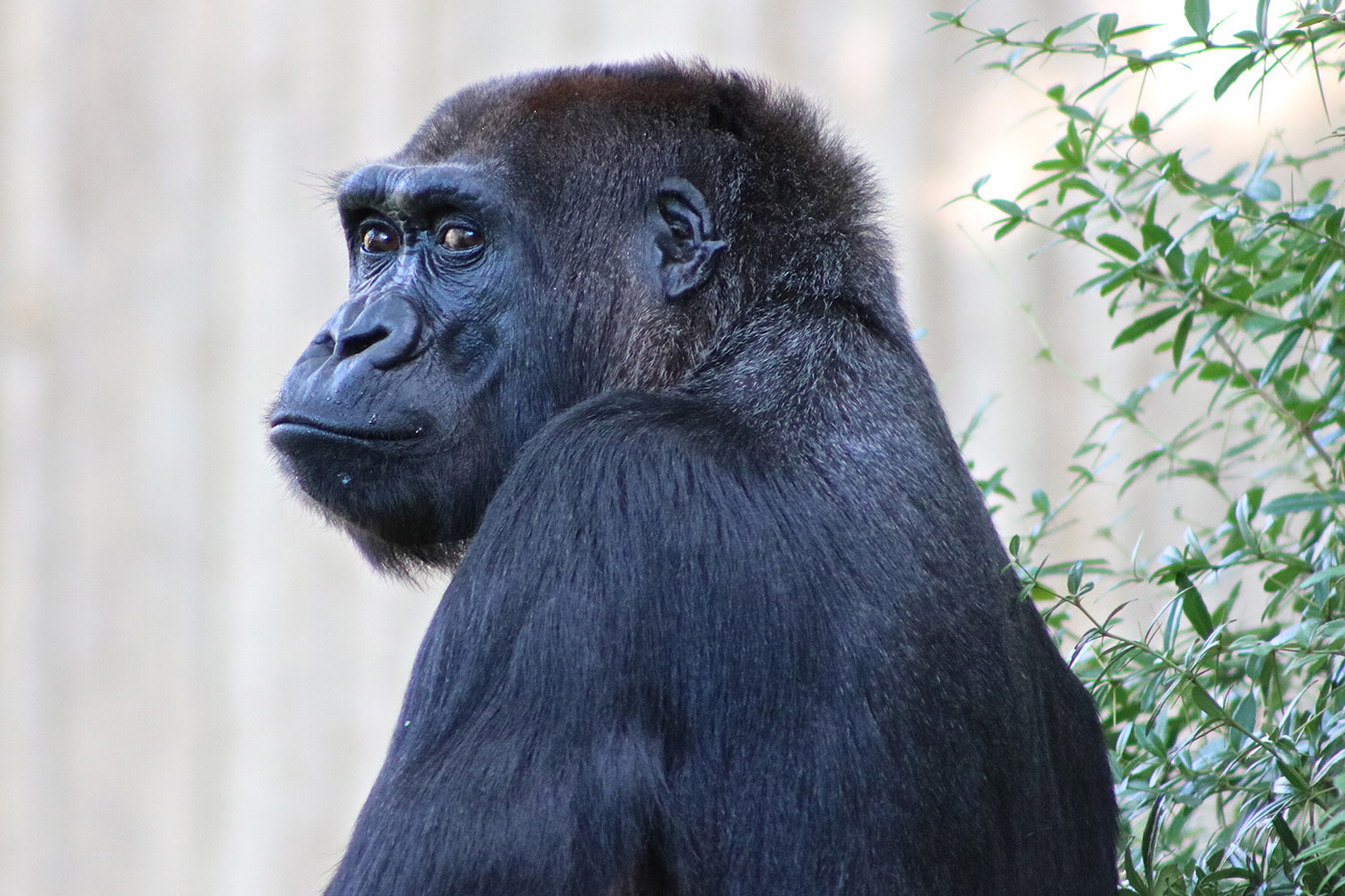 Female gorilla Mandara looks at the photographer