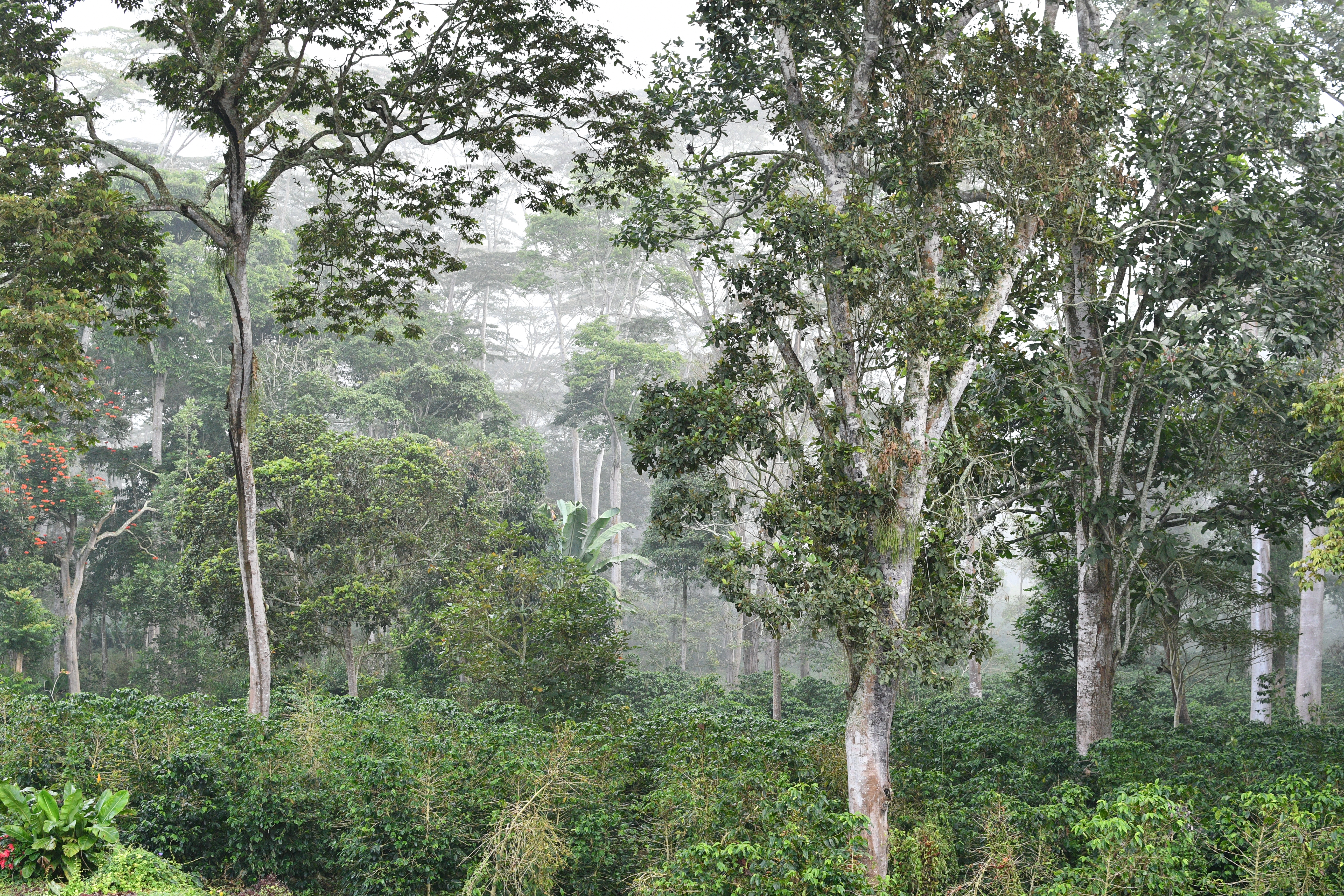 Shade trees Colombia Shade trees Colombia