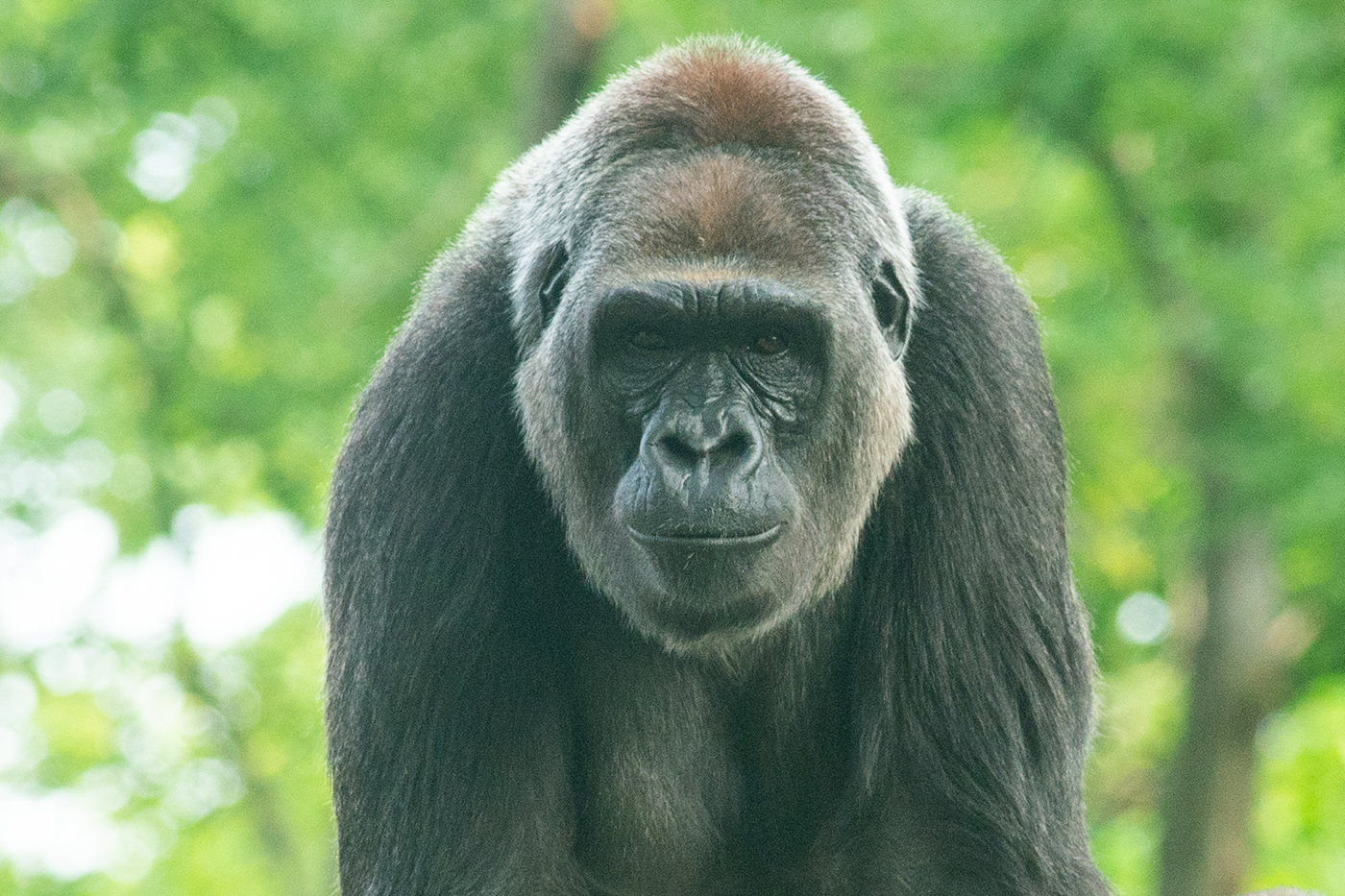 Female gorilla Mandara looks at the photographer