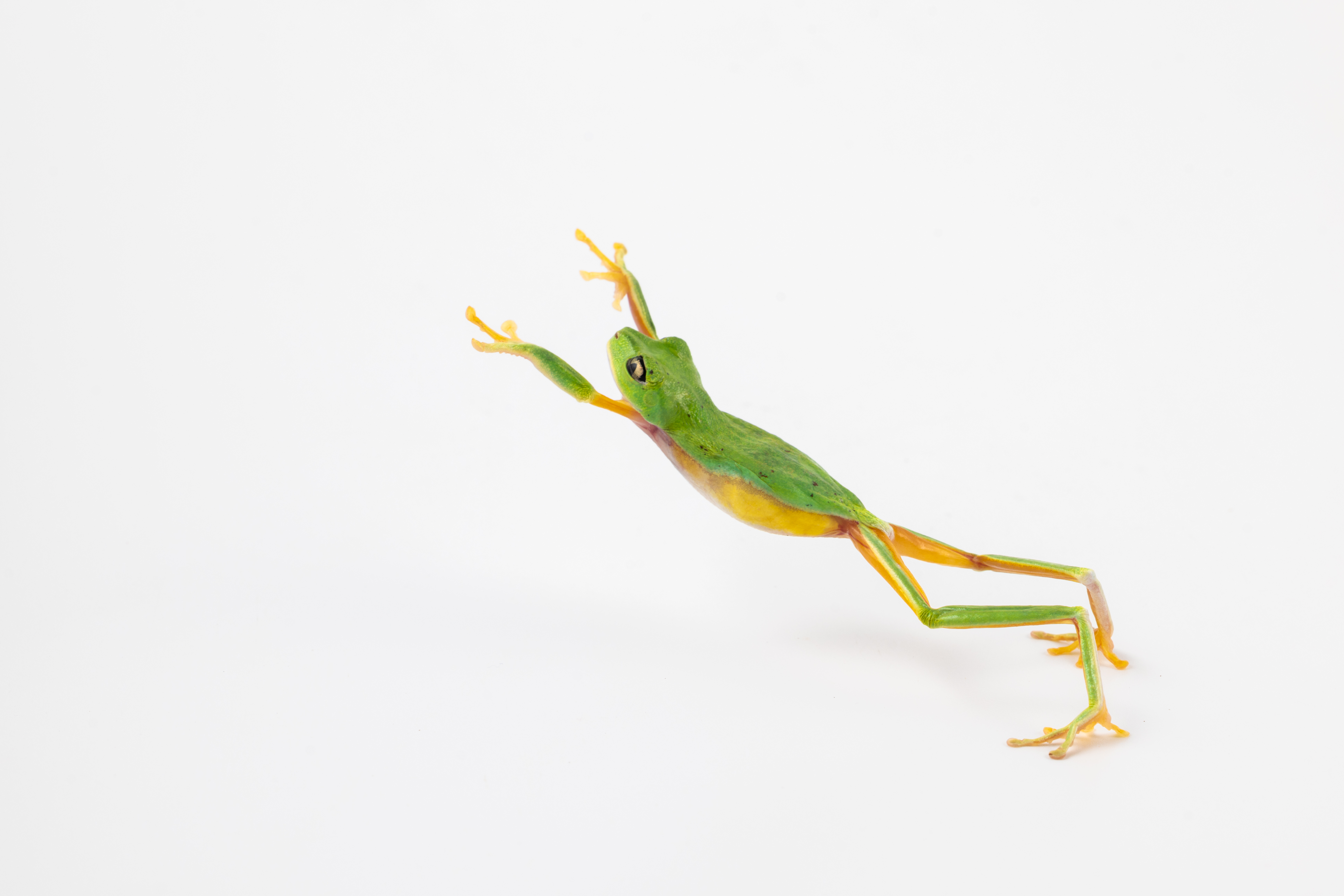 Lemur leaf frog. Roshan Patel/Smithsonian Lemur leaf frog. Roshan Patel/Smithsonian