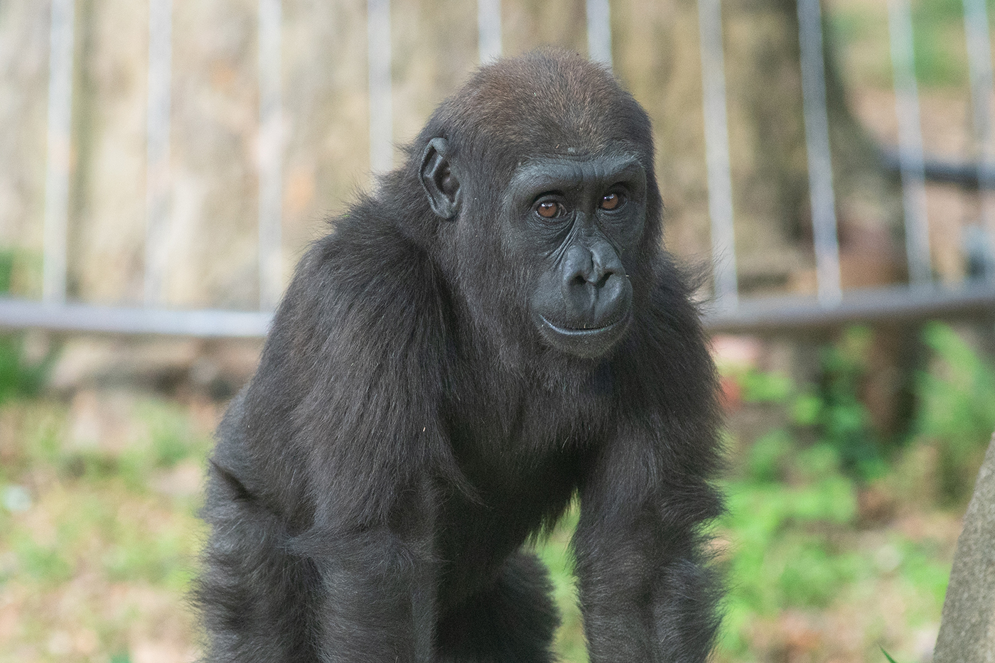 Juvenile female gorilla Zahra looks at the photographer