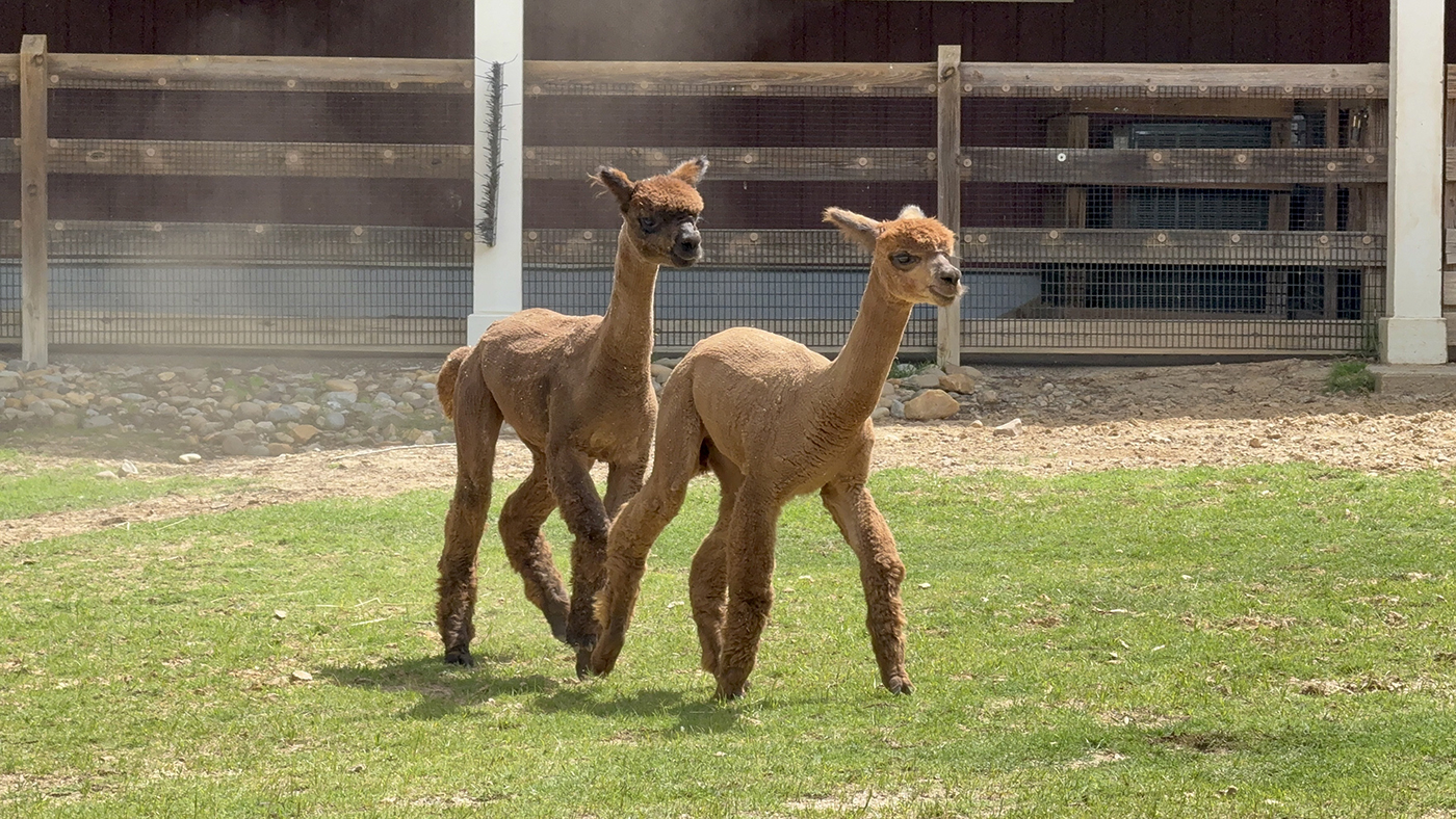 Two alpacas trot through a grassy yard.