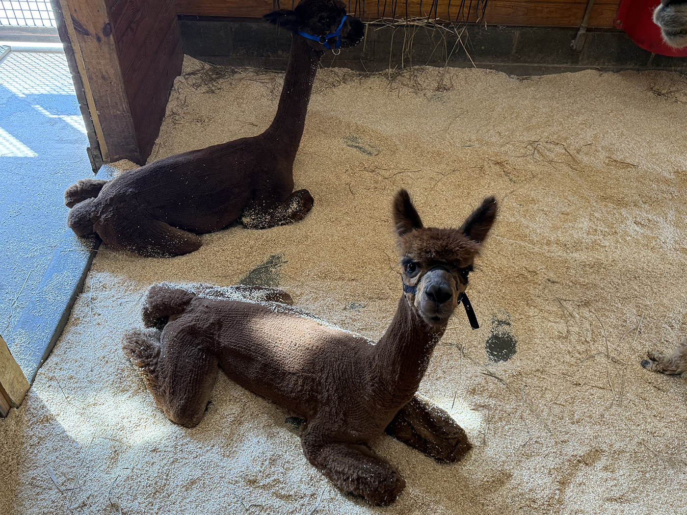 Two alpacas lay on a sawdust-covered indoor barn floor