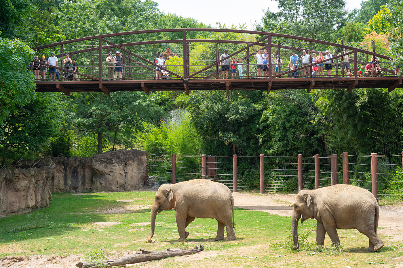 Zoo visitors stand on a sky bridge while watching two elephants.