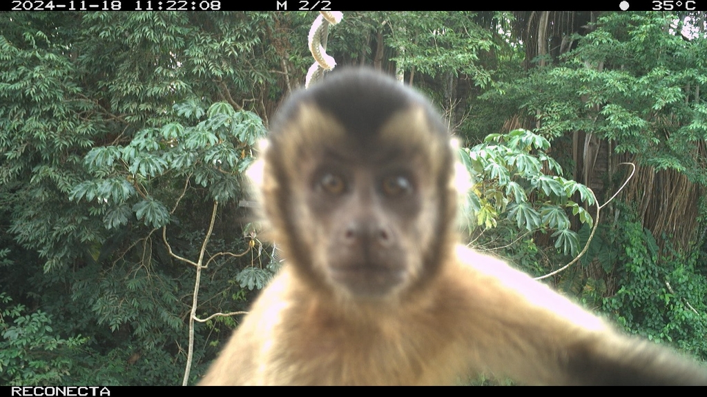 Camera trap photo of a black-capped capuchin examining the camera. 