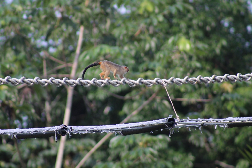 Photo of a Schneider's marmoset crossing a canopy bridge.