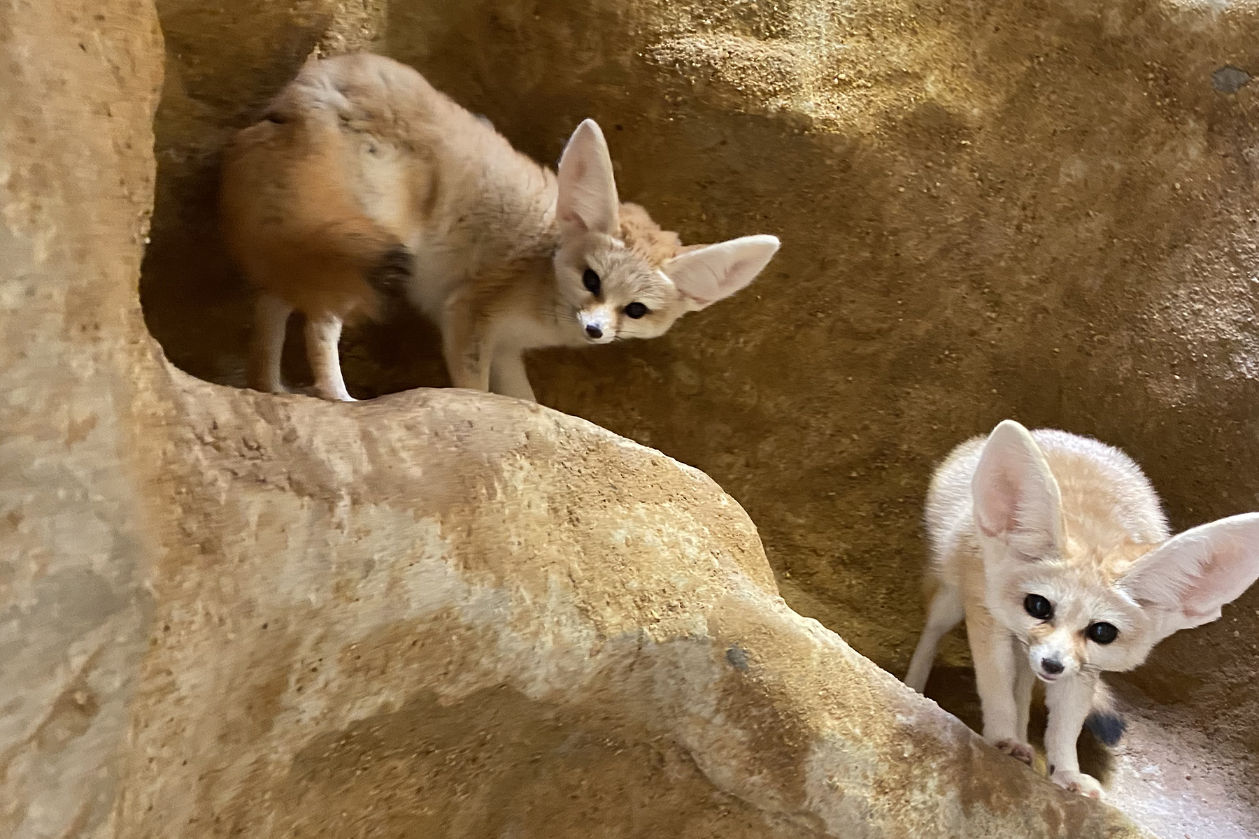 Fennec foxes Barkley and Daisy stand atop a rocky outcropping in their habitat at the Small Mammal House. Photo credit: Mimi Nowlin/Smithsonian Fennec foxes Barkley and Daisy stand atop a rocky outcropping in their habitat at the Small Mammal House. Photo credit: Mimi Nowlin/Smithsonian