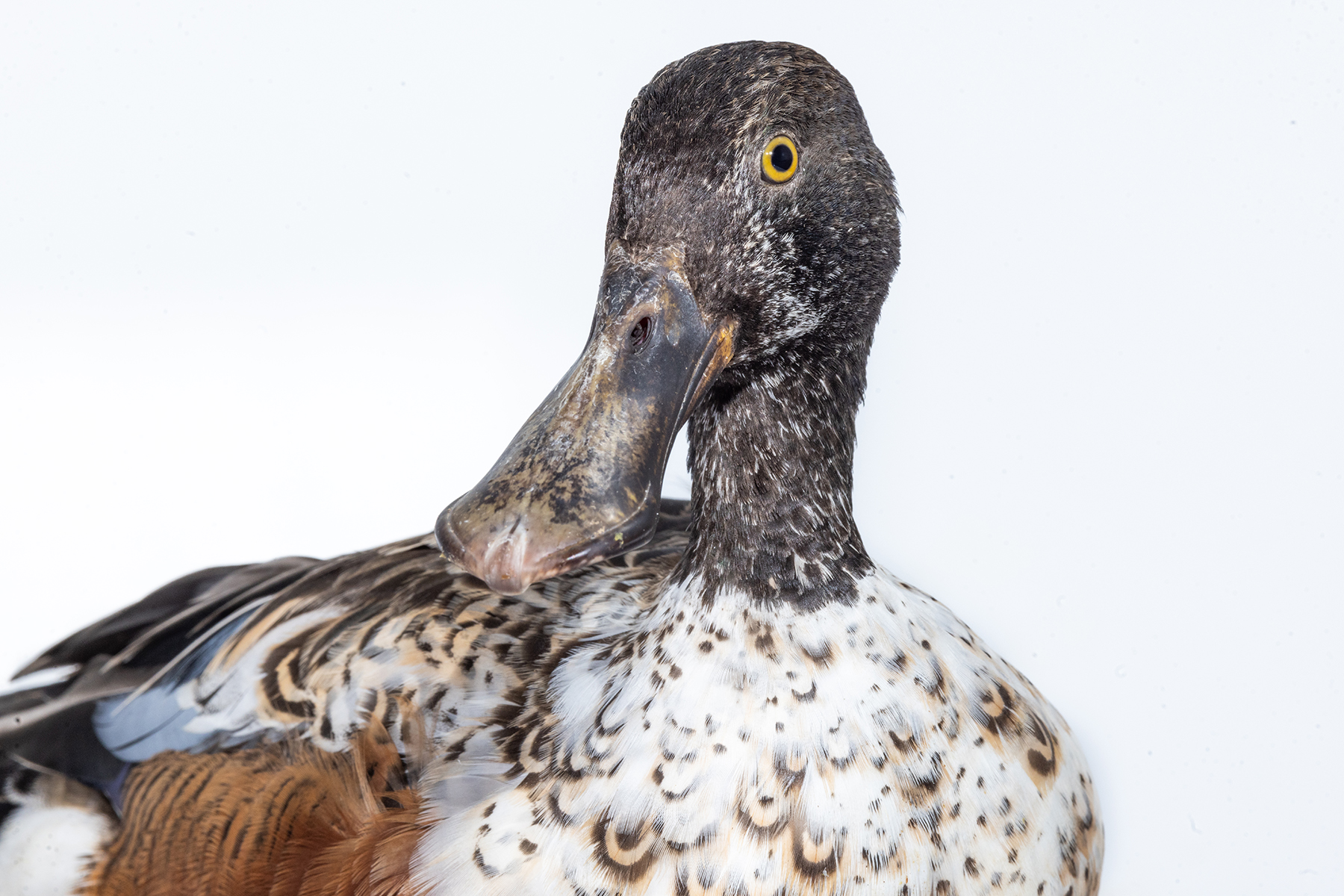 An adult male northern shoveler with nonbreeding plumage. Credit: Roshan Patel/Smithsonian. An adult male northern shoveler with nonbreeding plumage. Credit: Roshan Patel/Smithsonian.