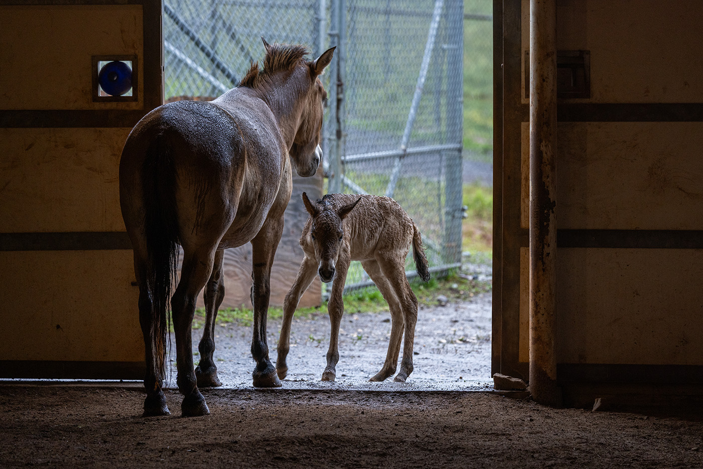 Baby horse and mother stand at the doorway of an animal care barn.