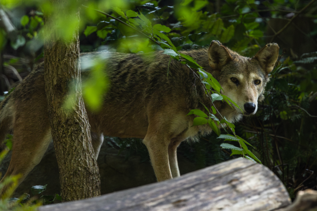 A red wolf pokes its head and torso out from behind a fallen log in its Zoo habitat.