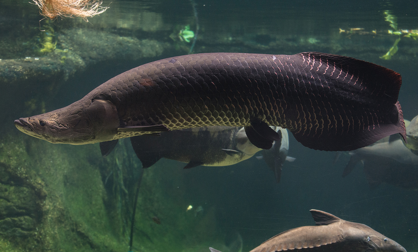 arapaima in water