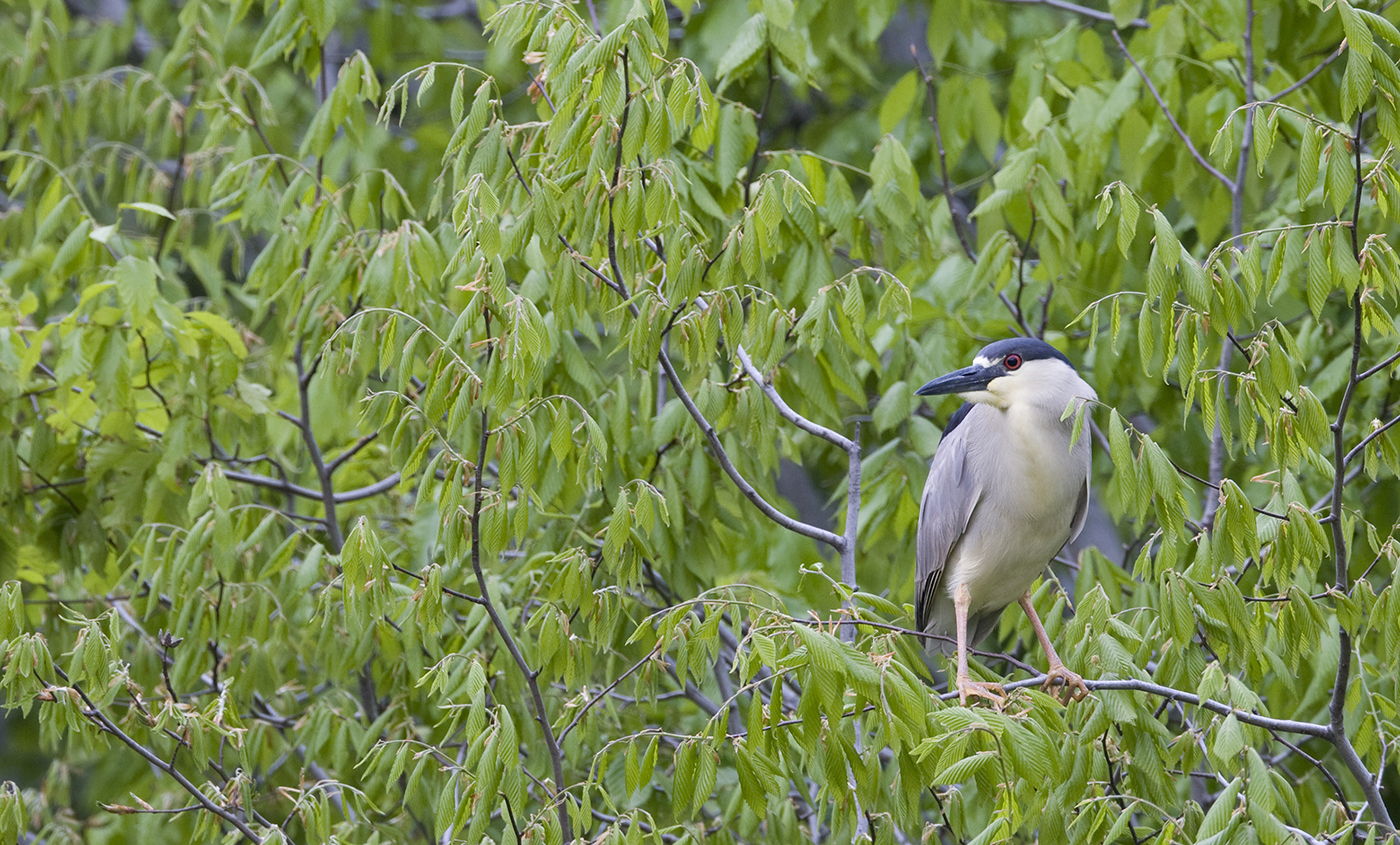 A black-crowned night heron perched in a tree surrounded by green leaves