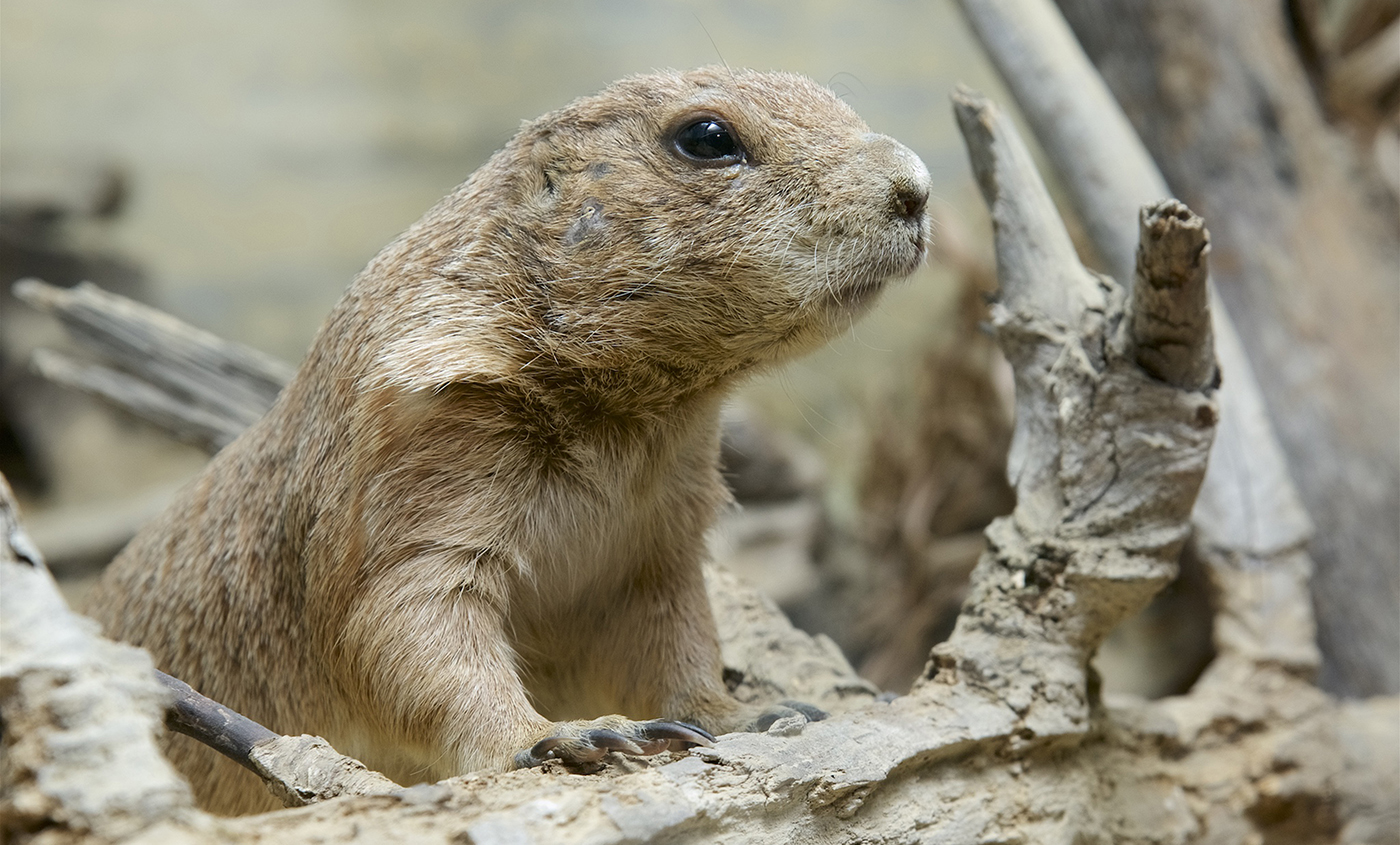 Small pale gray-brown rodent