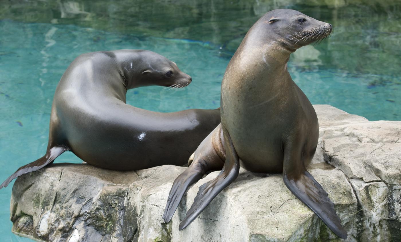 California Sea Lion