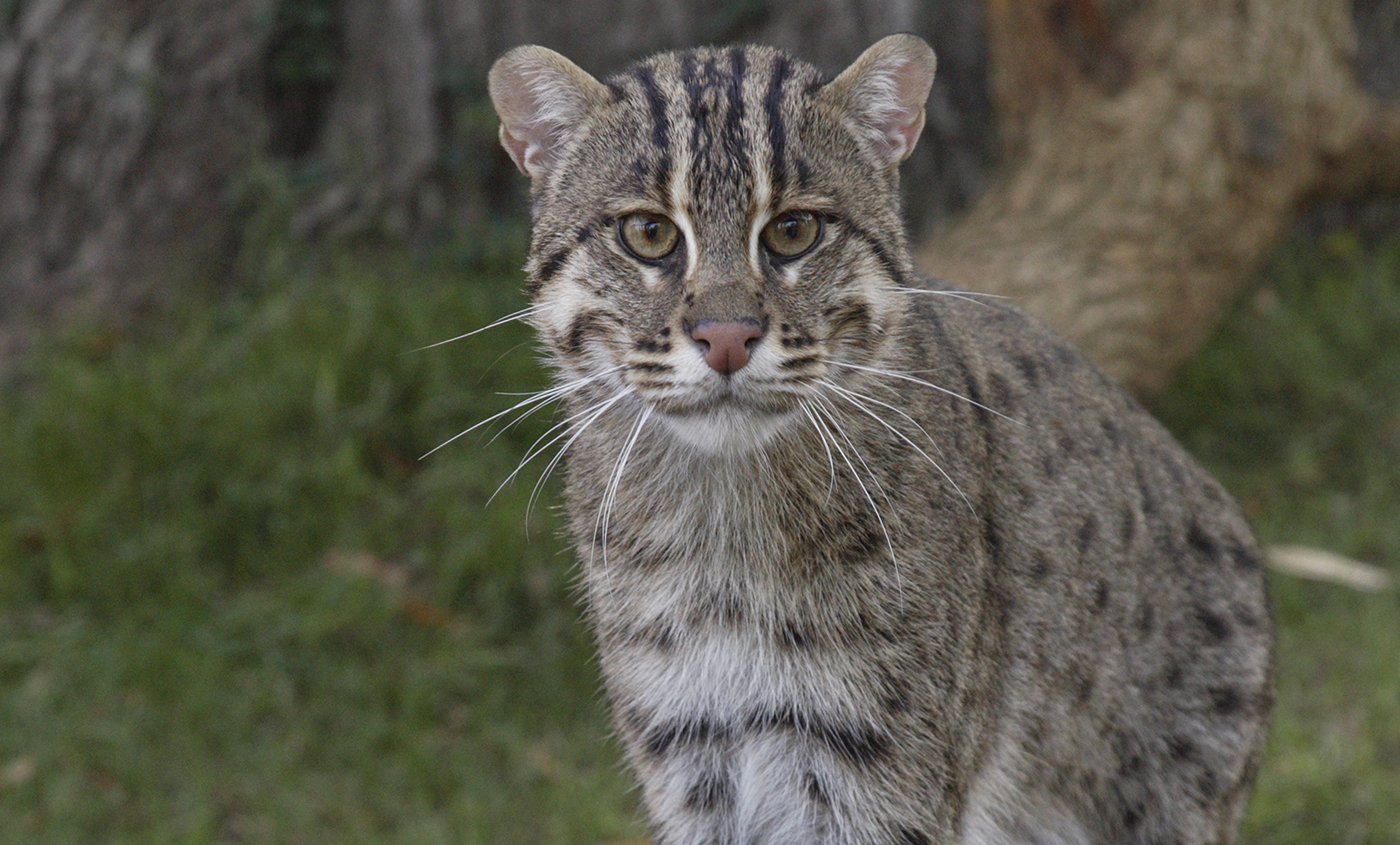 "Tabby" cat-like animal facing forward. It has gray fur dappled with darker spots and stripes