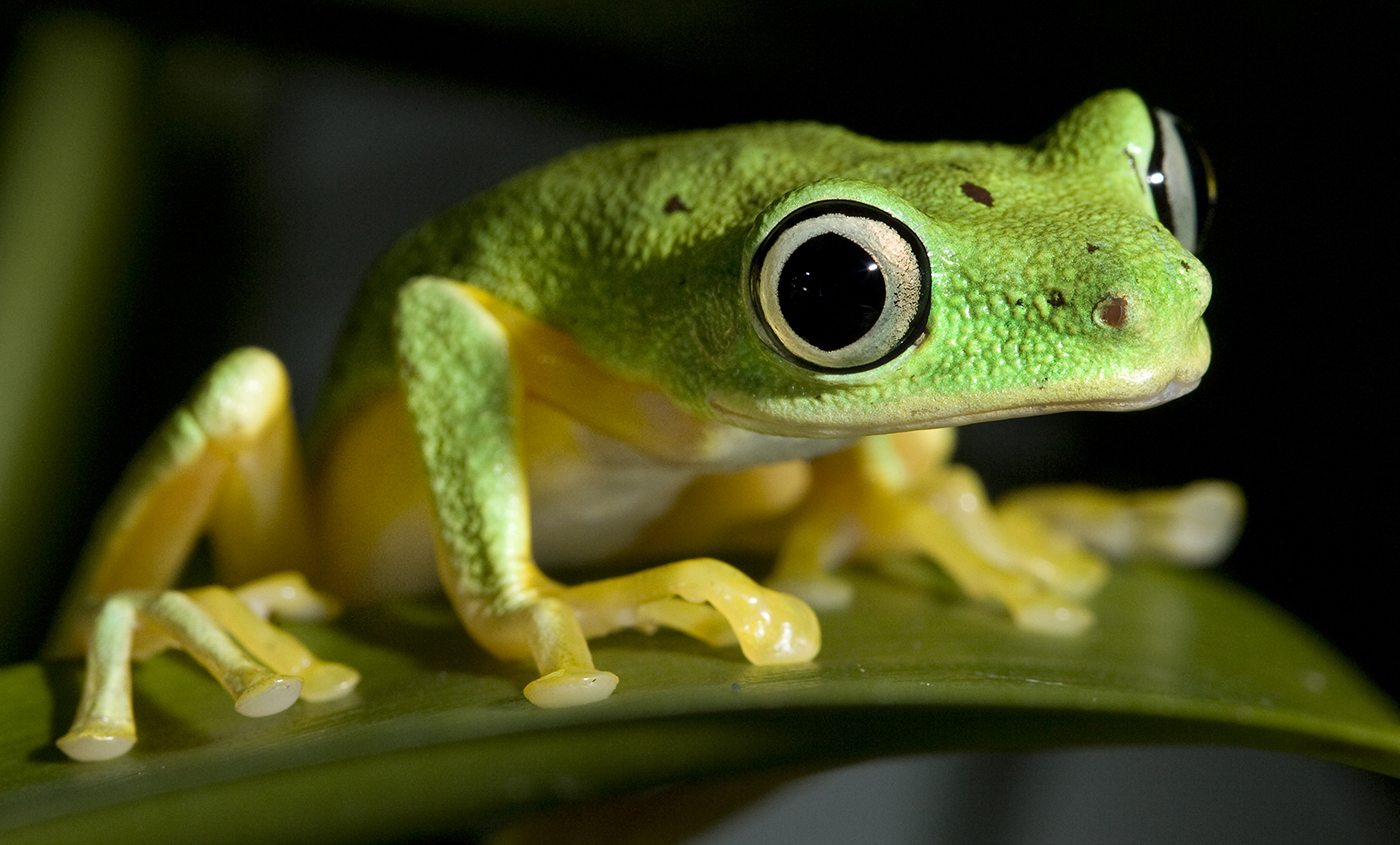 lemur tree frog