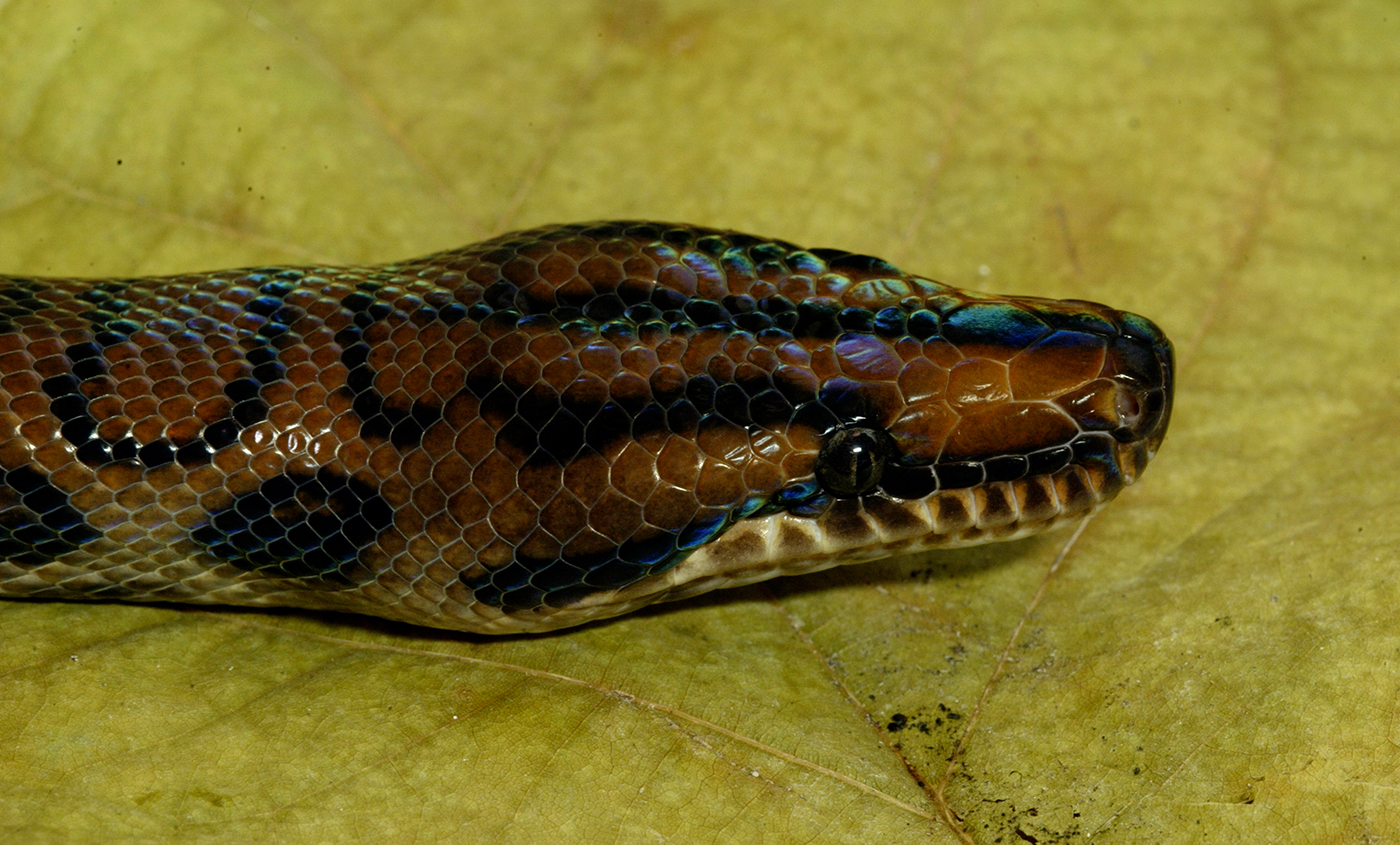 Head closeup. The skin is oily-looking and some patches have a rainbow iridescence