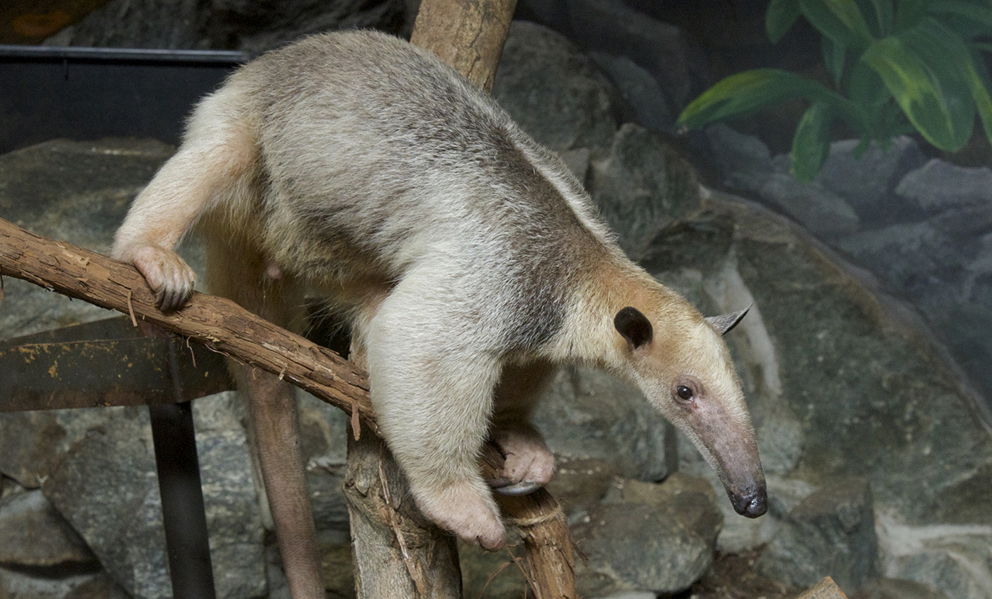 Animal balancing on a branch